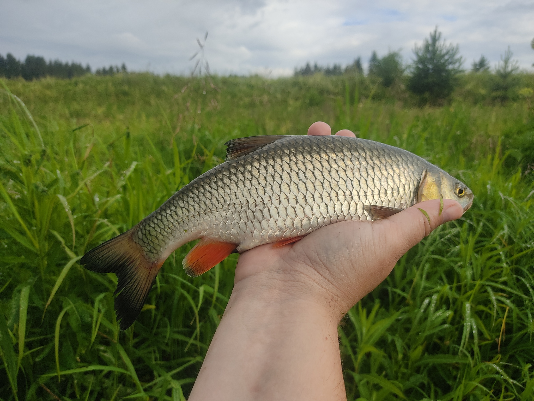 Summer of chub gestalts closure - Fishing, A fish, The photo, Longpost, Chub, wildlife, Bait