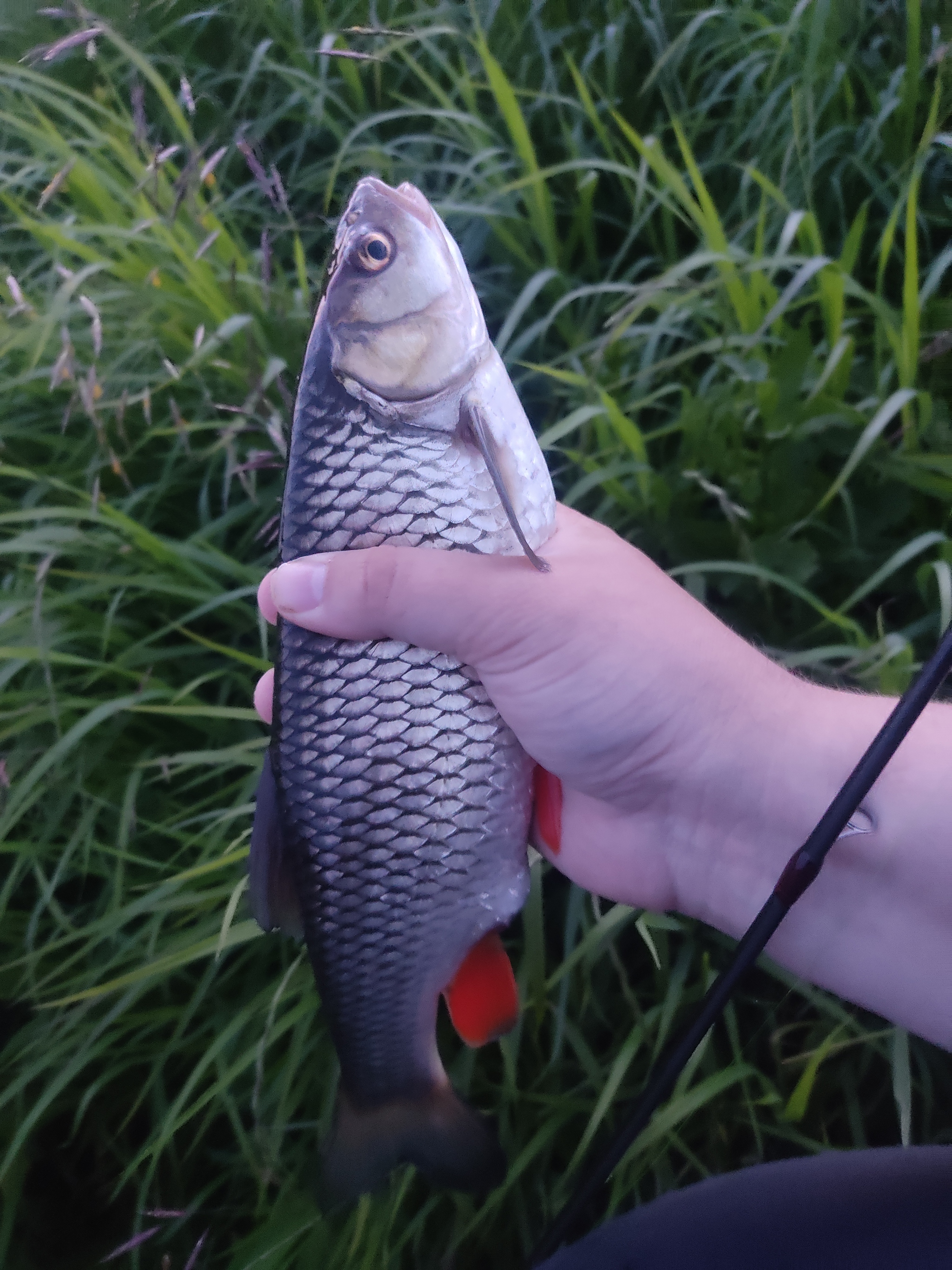 Summer of chub gestalts closure - Fishing, A fish, The photo, Longpost, Chub, wildlife, Bait