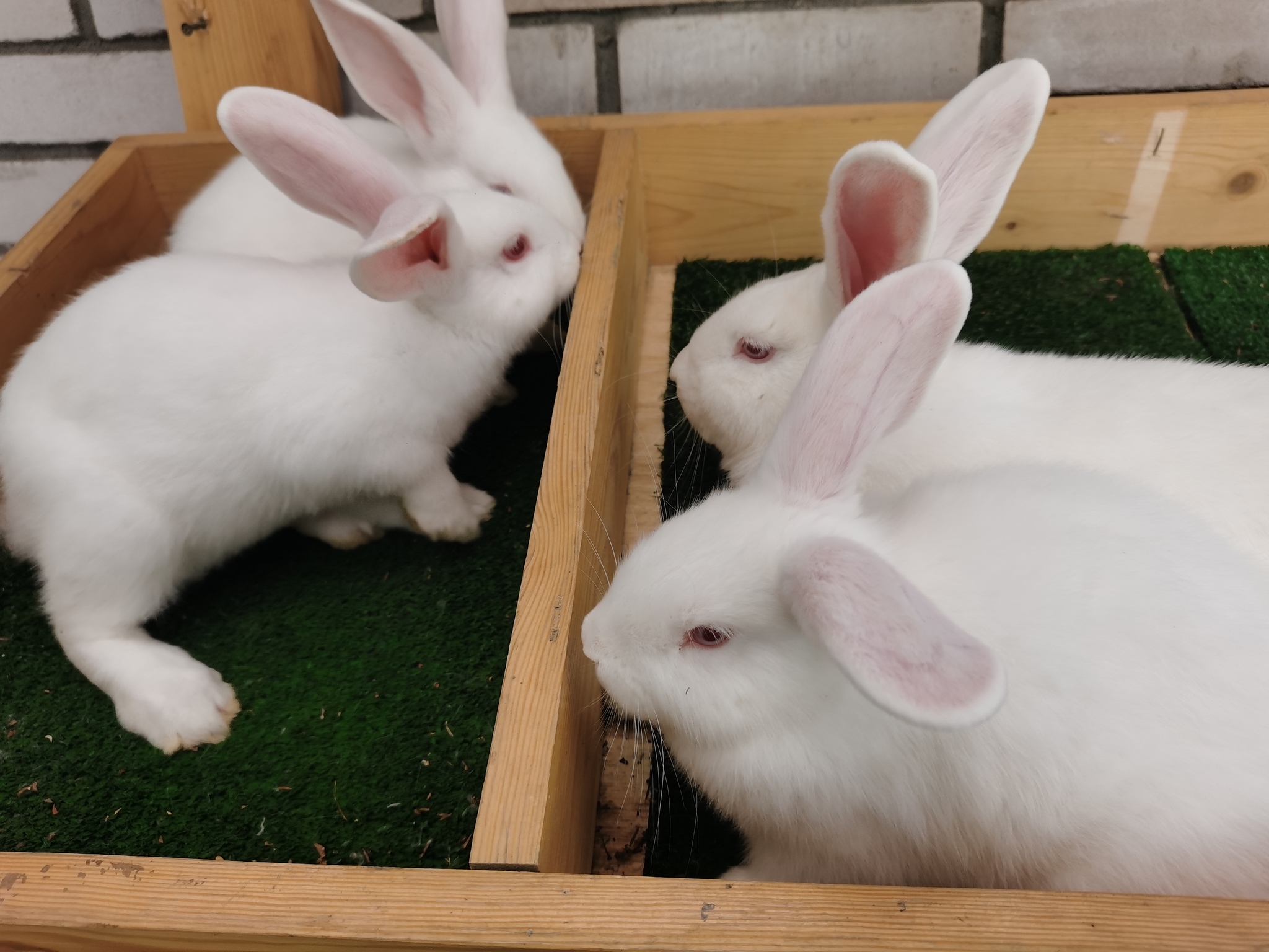 Do they love rabbits here? - Rabbit, Milota, Contact zoo