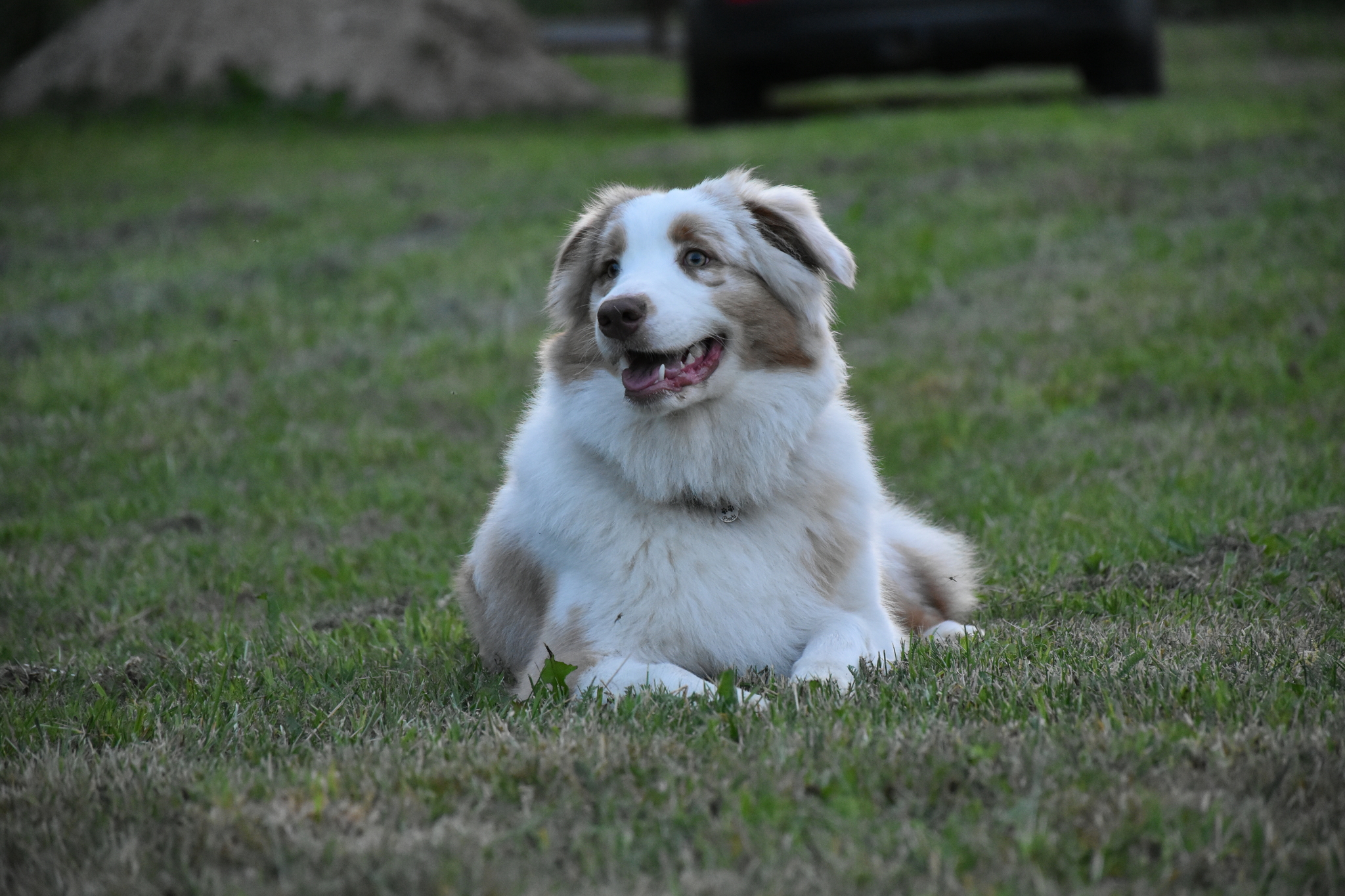 Aussi - My, Australian shepherd, Pets, Dog, The photo