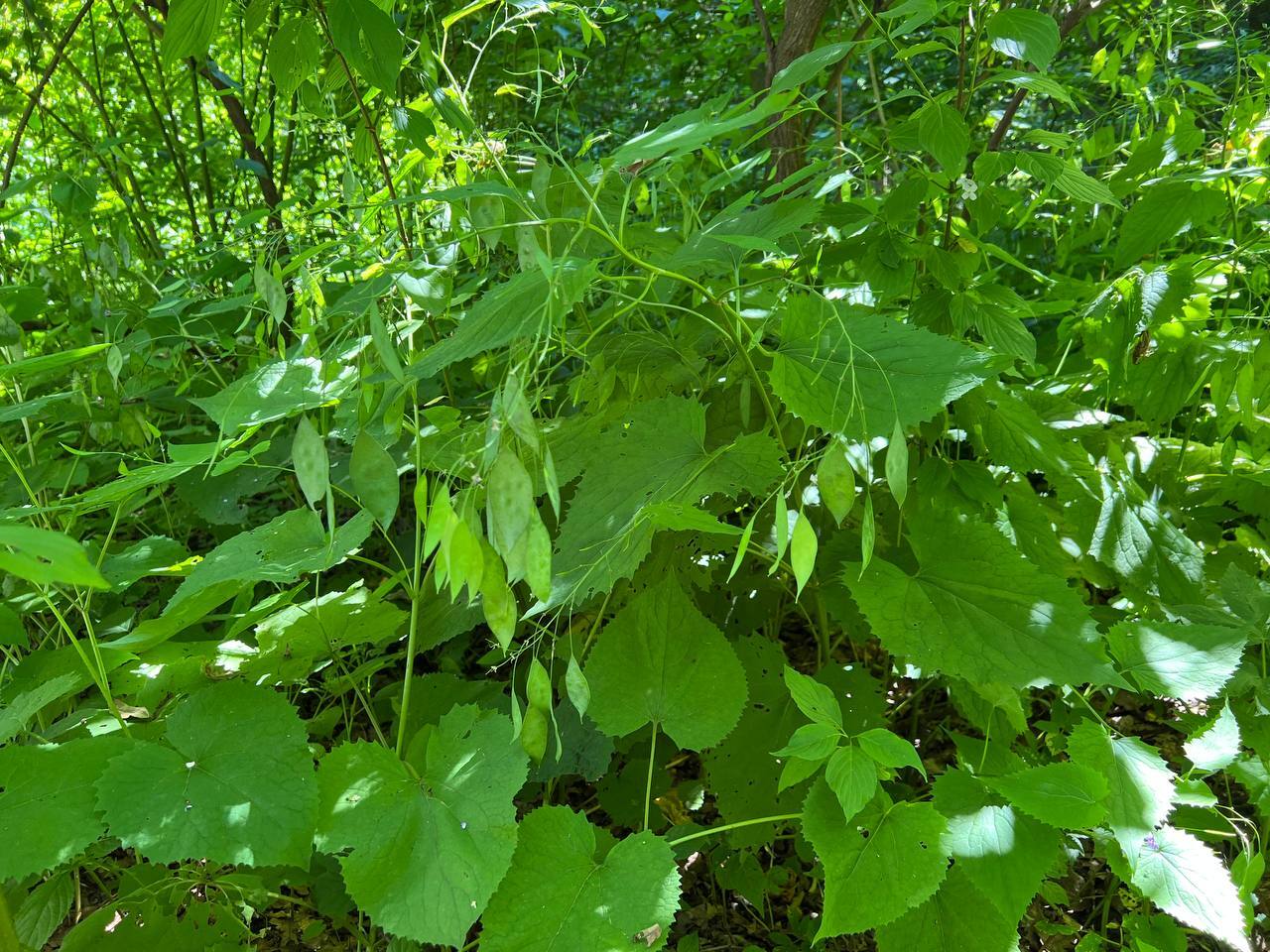 A walk in the Tsitsin GBS. Moscow - My, Plants, Flowers, The park, Longpost