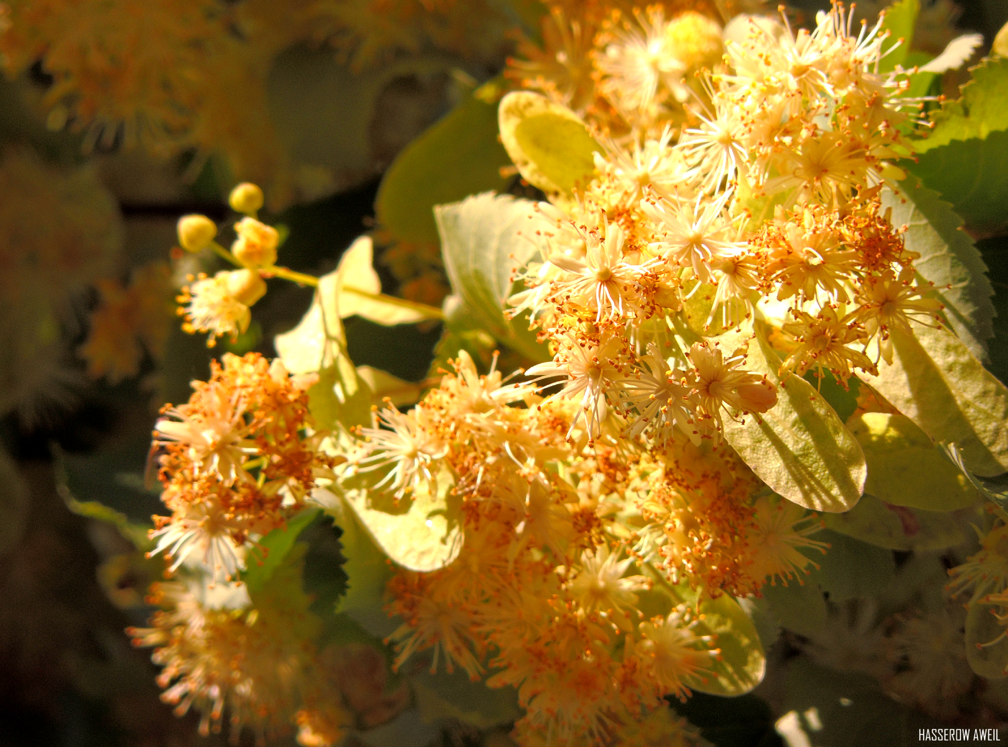 Photo with smell - My, The photo, Kaliningrad region, Linden, Bloom, Summer, Flowers, Nikon p510