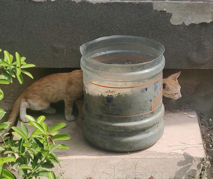 Long-necked - cat, Longcat