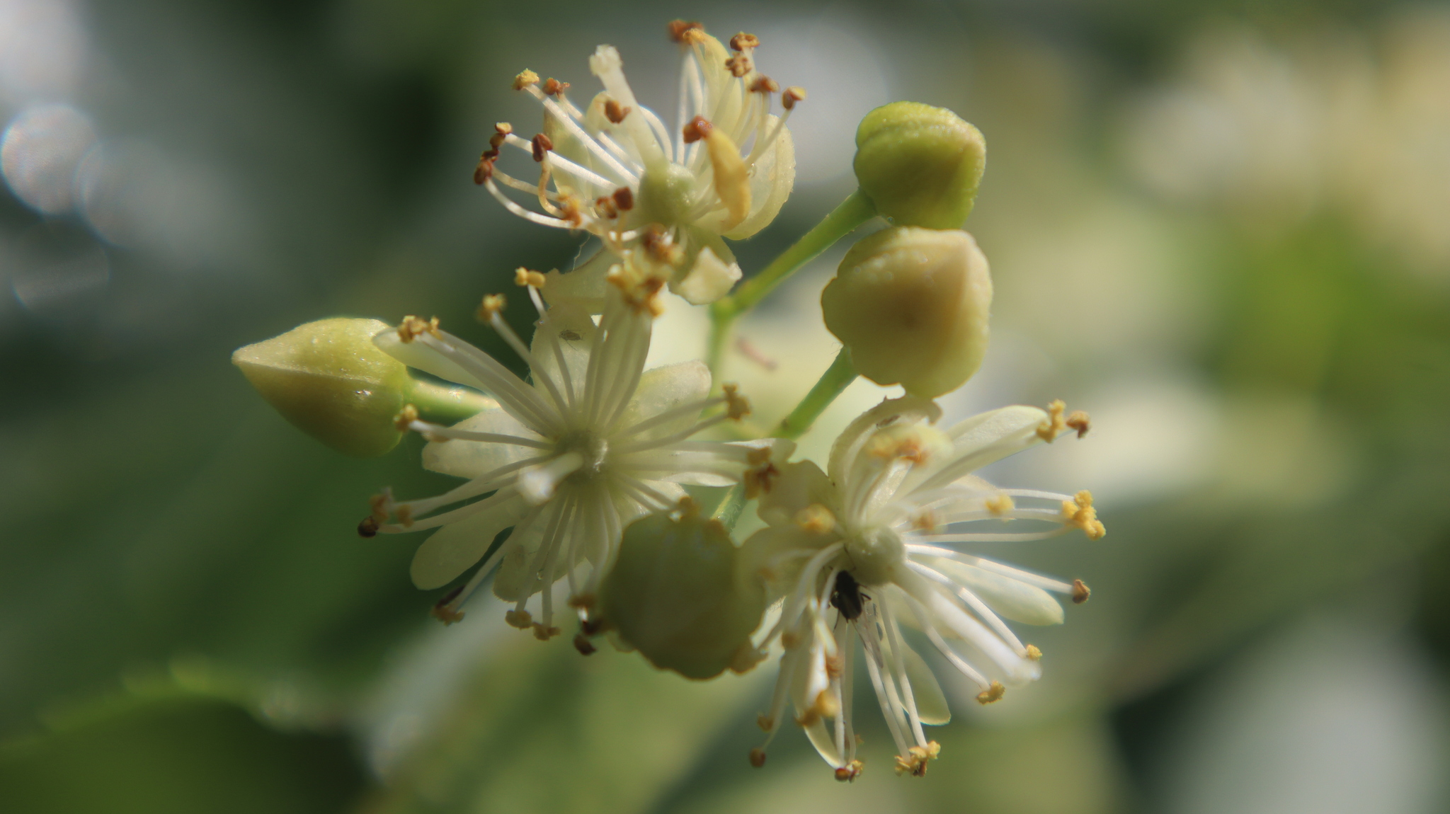 And again the photo - Flowers, Fujifilm, Bloom, The photo, Macro photography, Canon, Filters, Longpost