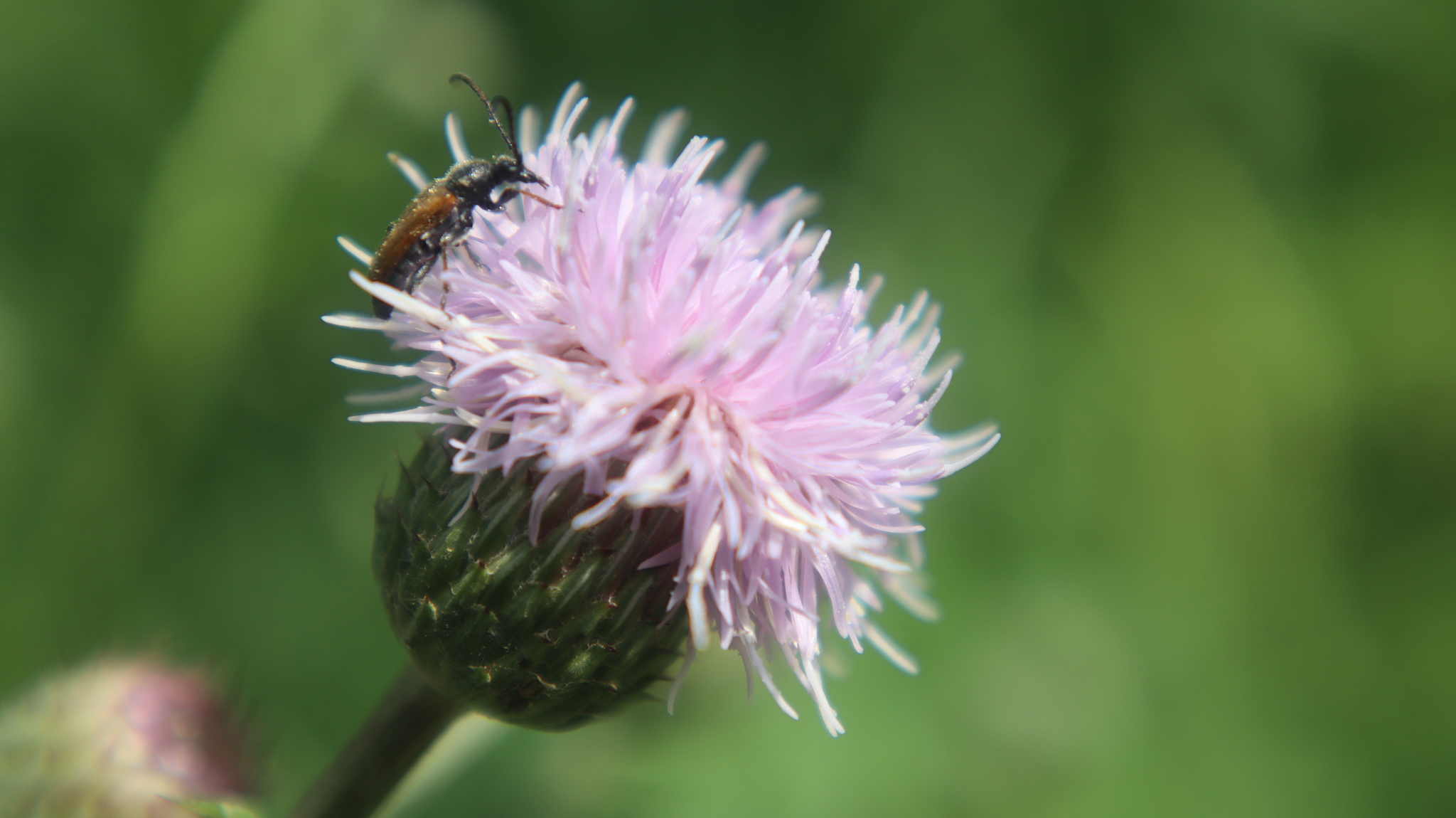 And again the photo - Flowers, Fujifilm, Bloom, The photo, Macro photography, Canon, Filters, Longpost