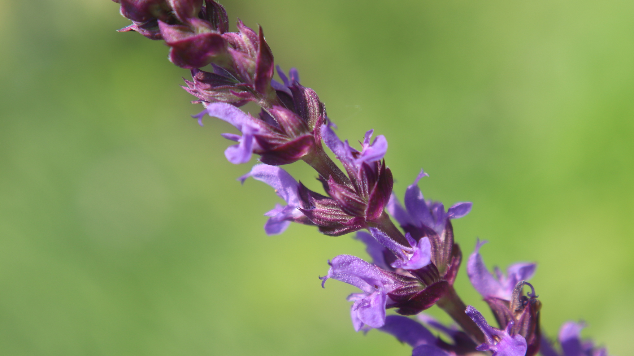 And again the photo - Flowers, Fujifilm, Bloom, The photo, Macro photography, Canon, Filters, Longpost