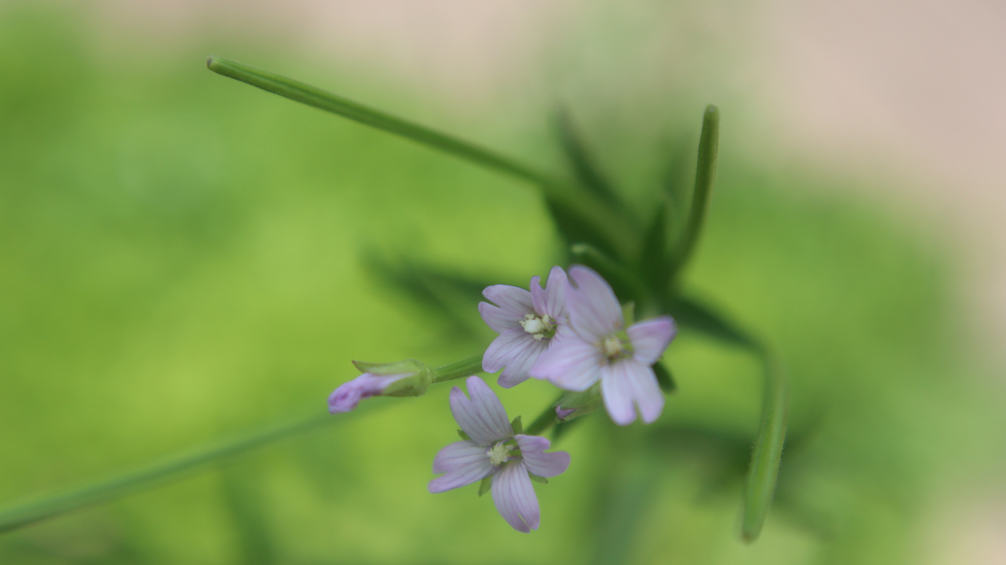 And again the photo - Flowers, Fujifilm, Bloom, The photo, Macro photography, Canon, Filters, Longpost