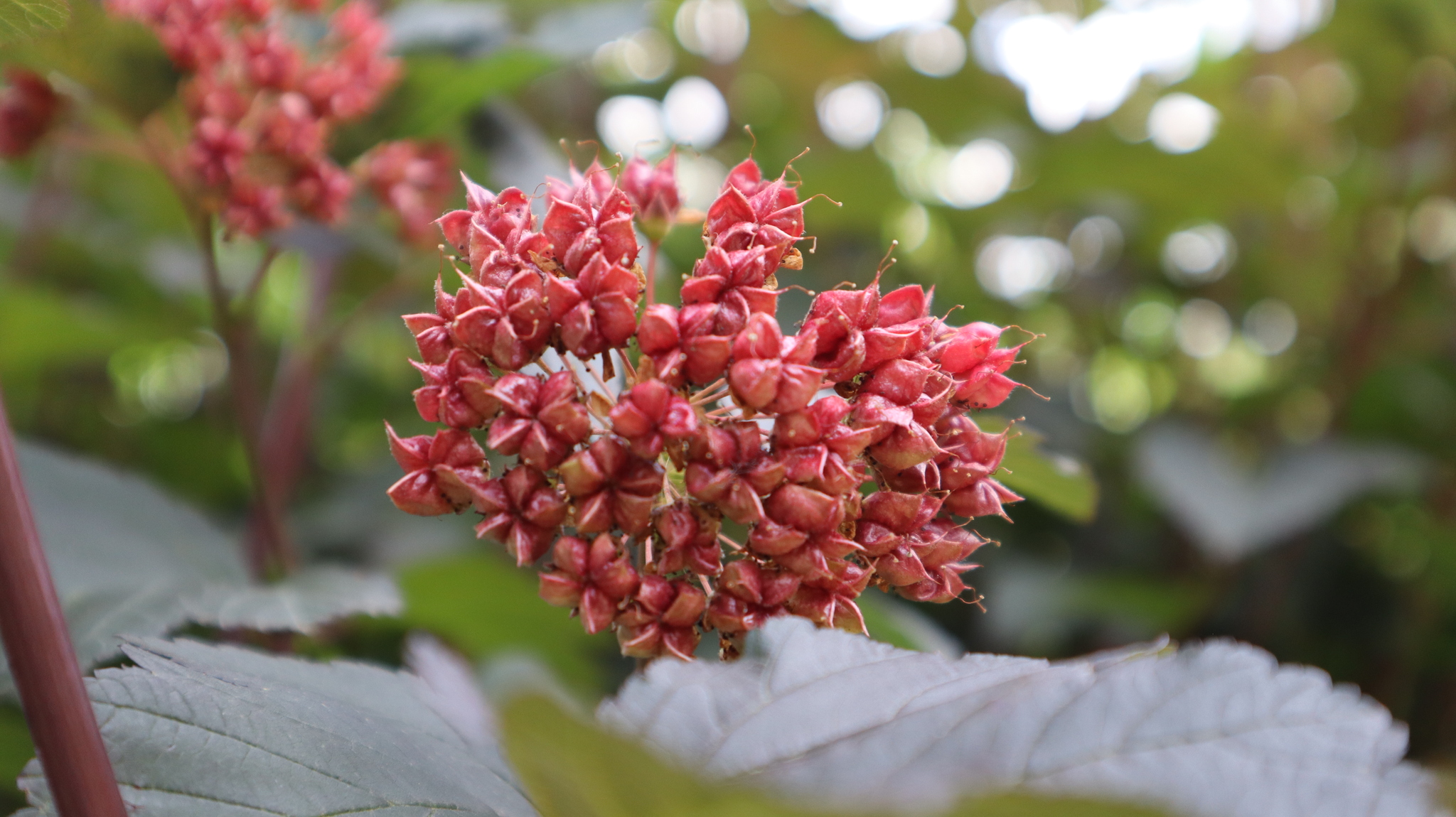 And again the photo - Flowers, Fujifilm, Bloom, The photo, Macro photography, Canon, Filters, Longpost