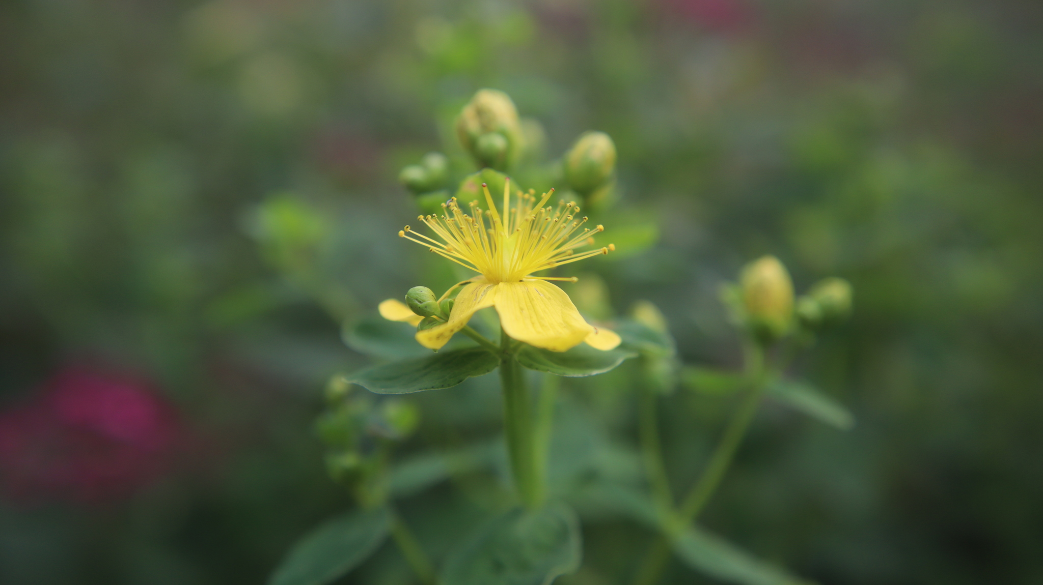 And again the photo - Flowers, Fujifilm, Bloom, The photo, Macro photography, Canon, Filters, Longpost