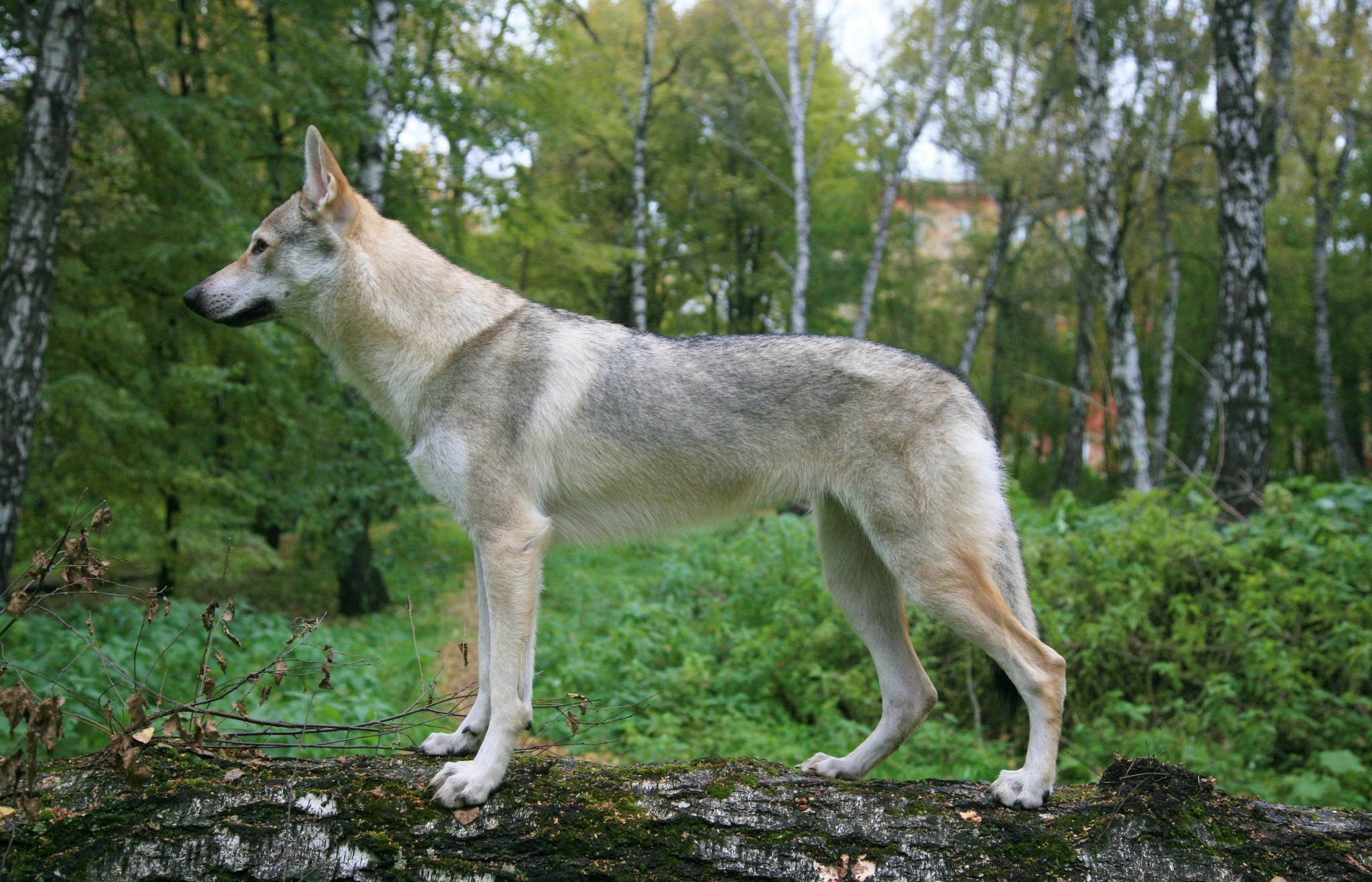 Similar? - My, Czechoslovak Vlcak, Dog, Longpost