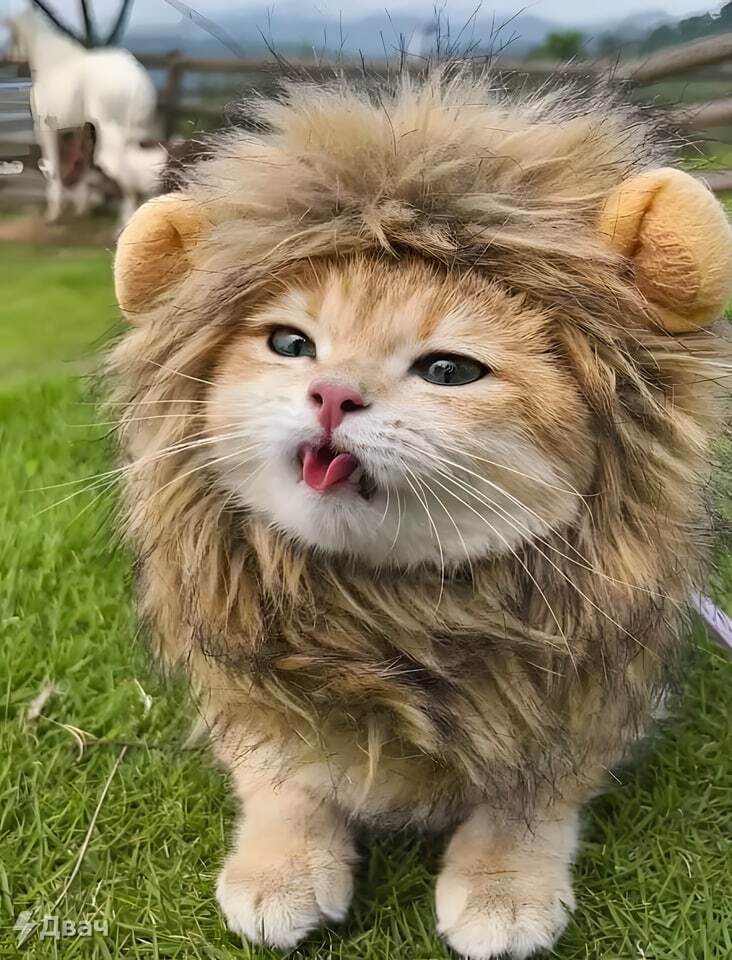 A formidable lion, the king of beasts! - a lion, King of beasts, Milota, cat, Kittens, Humor, Laugh, The photo, Animals, Longpost