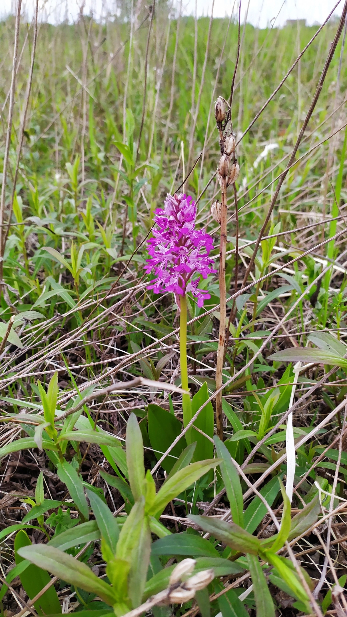 Orchids of the Leningrad region - Orchids, Leningrad region, Longpost