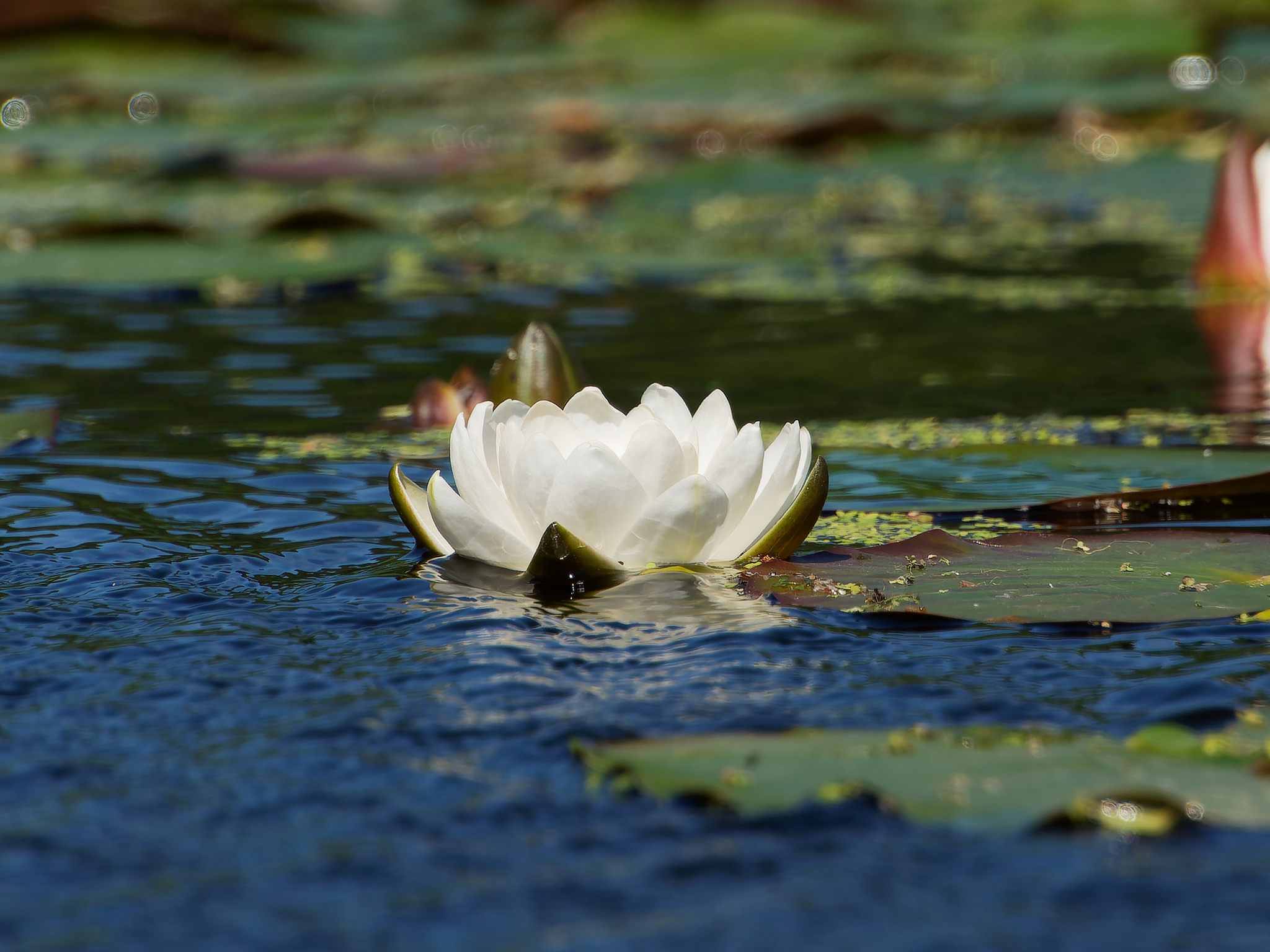 White water lily (Nymphaea alba) - My, The photo, The nature of Russia, Flowers, Water lily