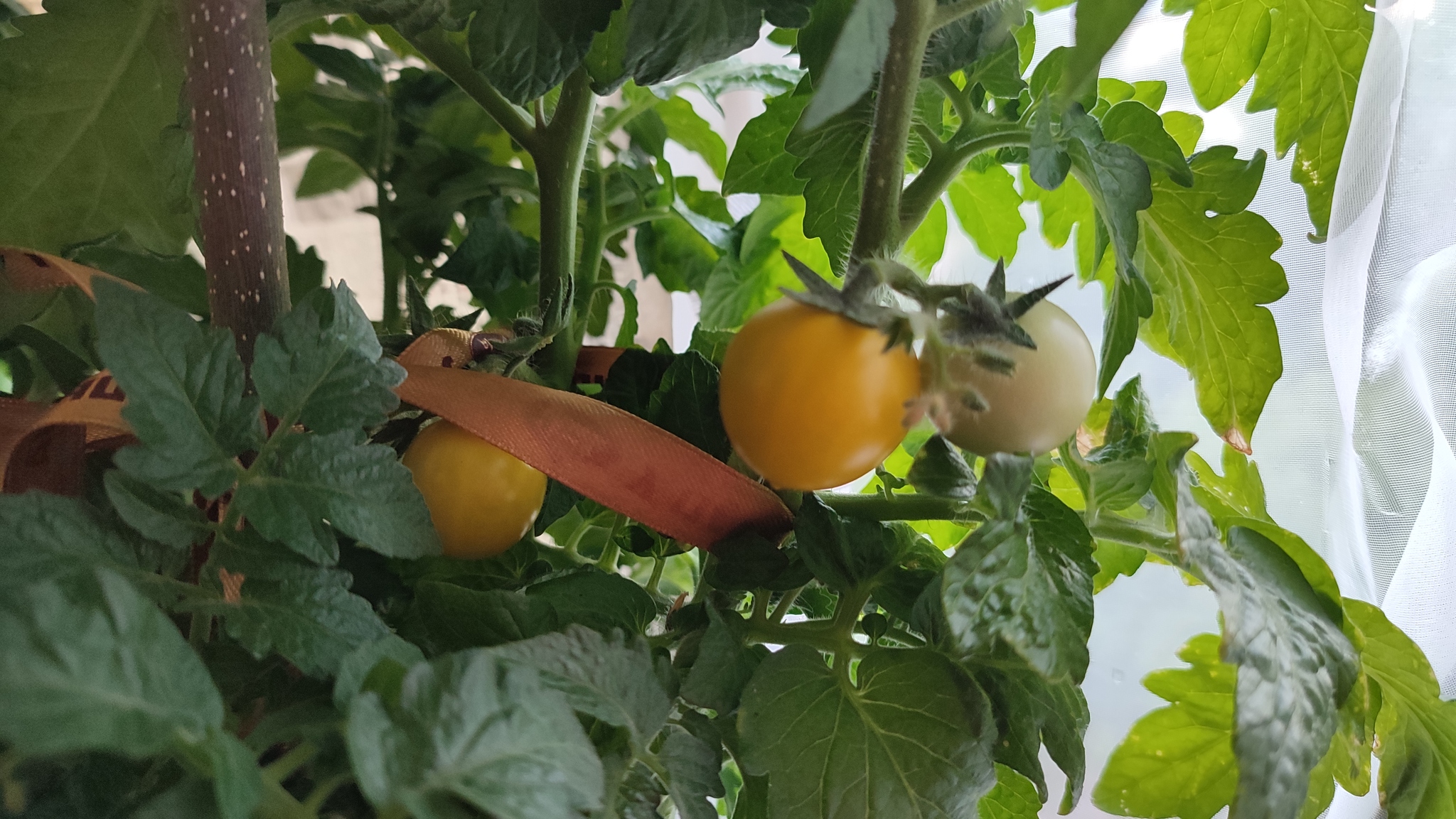 Non-balm tomatoes on the balcony. I am waiting for large fruits - My, Garden, Vegetable garden on the windowsill, Tomatoes, Longpost