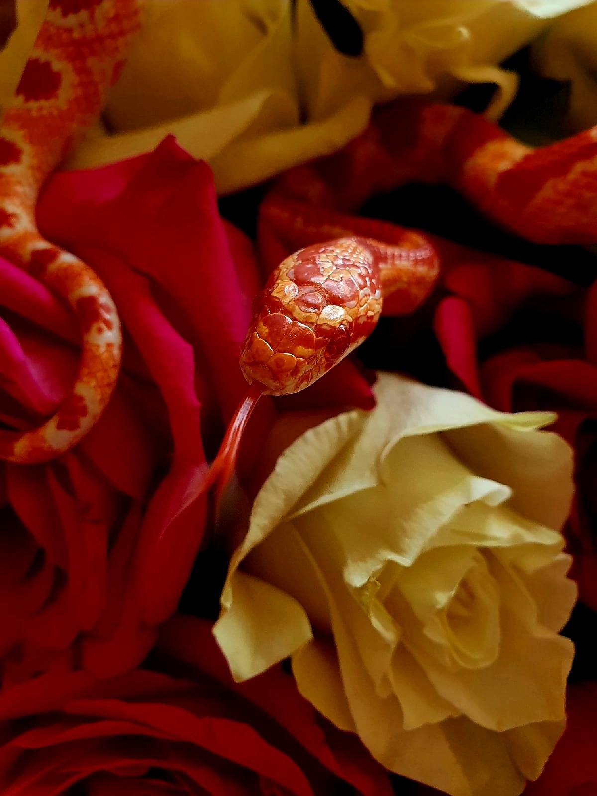 My Two Snakes) - My, Boa, Imperial boa constrictor, Maize snake, Skid, Snake, Terrariumistics, Flowers, Mobile photography, Longpost, Reptiles