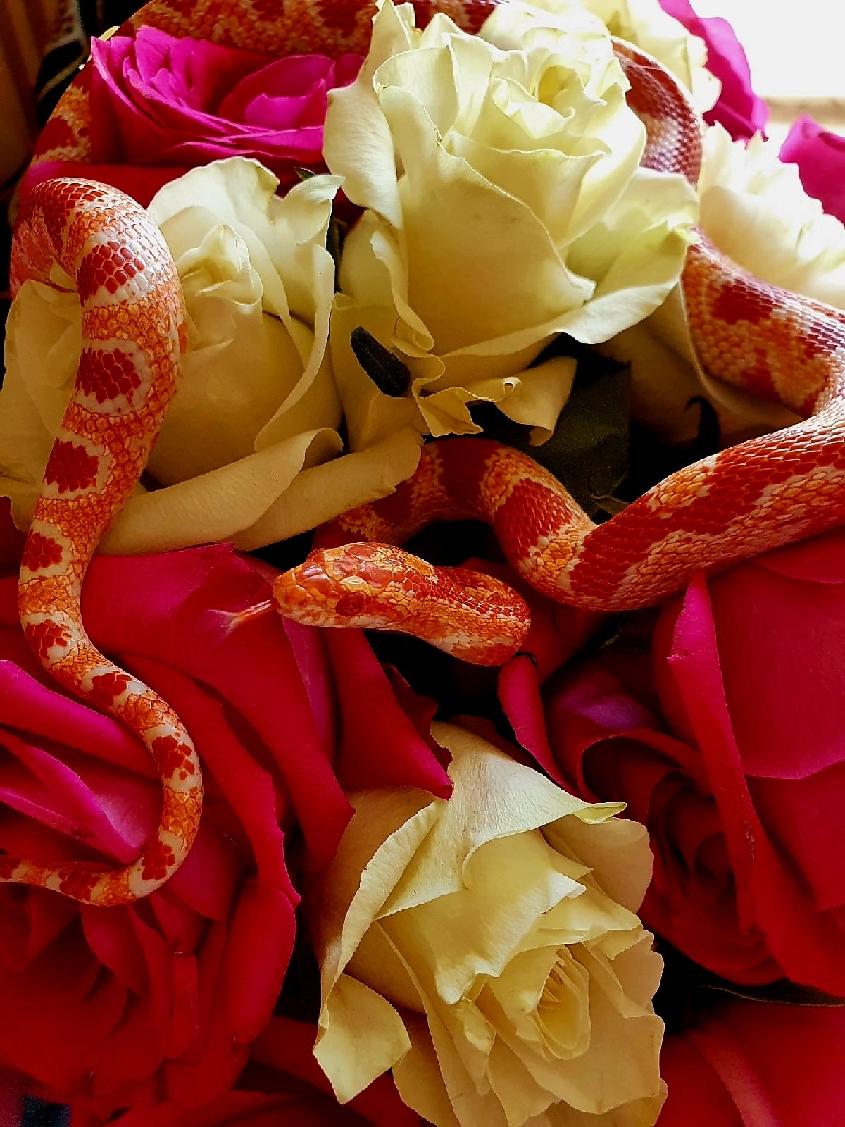 My Two Snakes) - My, Boa, Imperial boa constrictor, Maize snake, Skid, Snake, Terrariumistics, Flowers, Mobile photography, Longpost, Reptiles