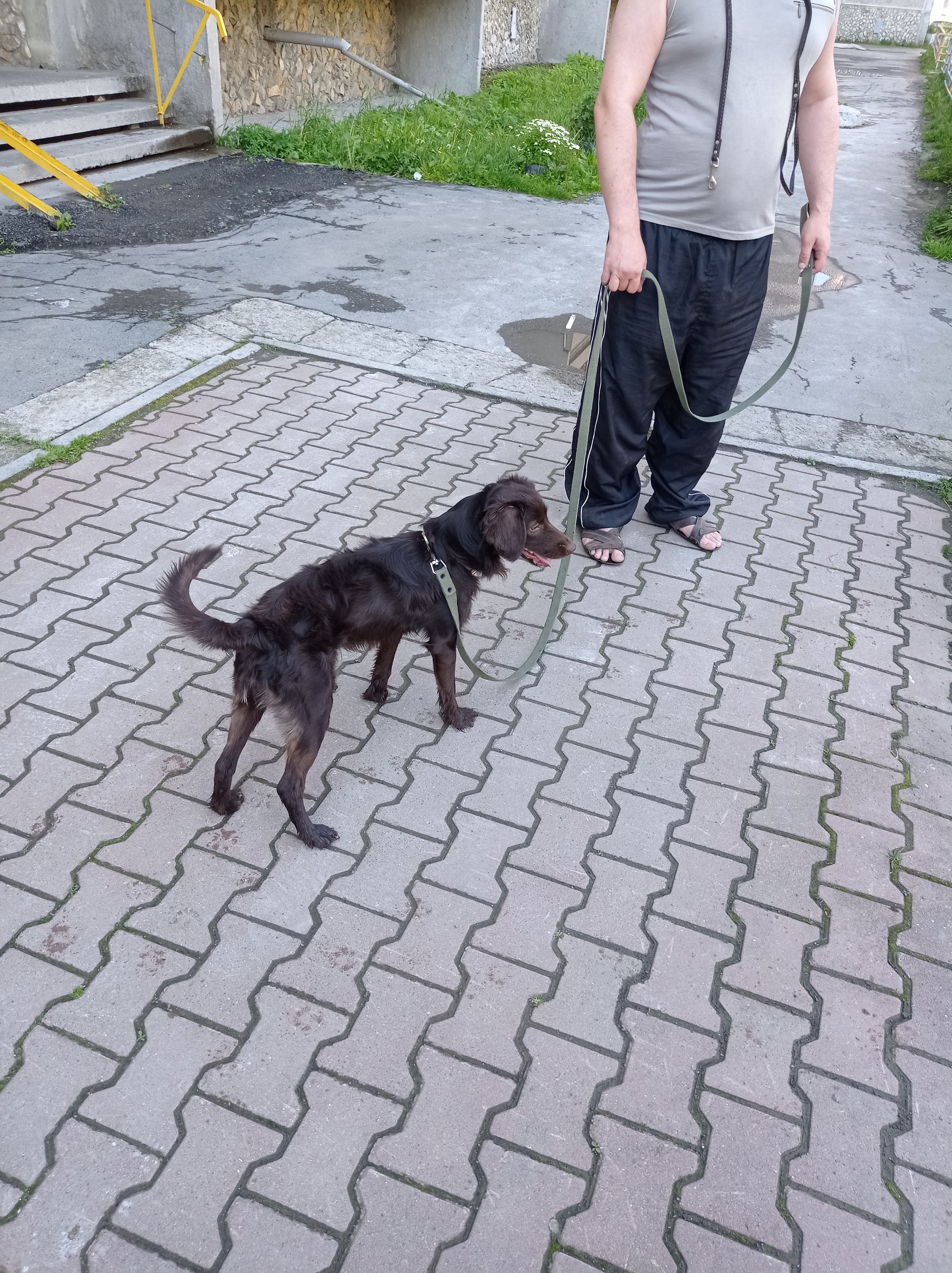 Spaniel Ekaterinburg found [hosts found] - My, Lost, Animals, Helping animals, Animal Rescue, Homeless animals, Longpost