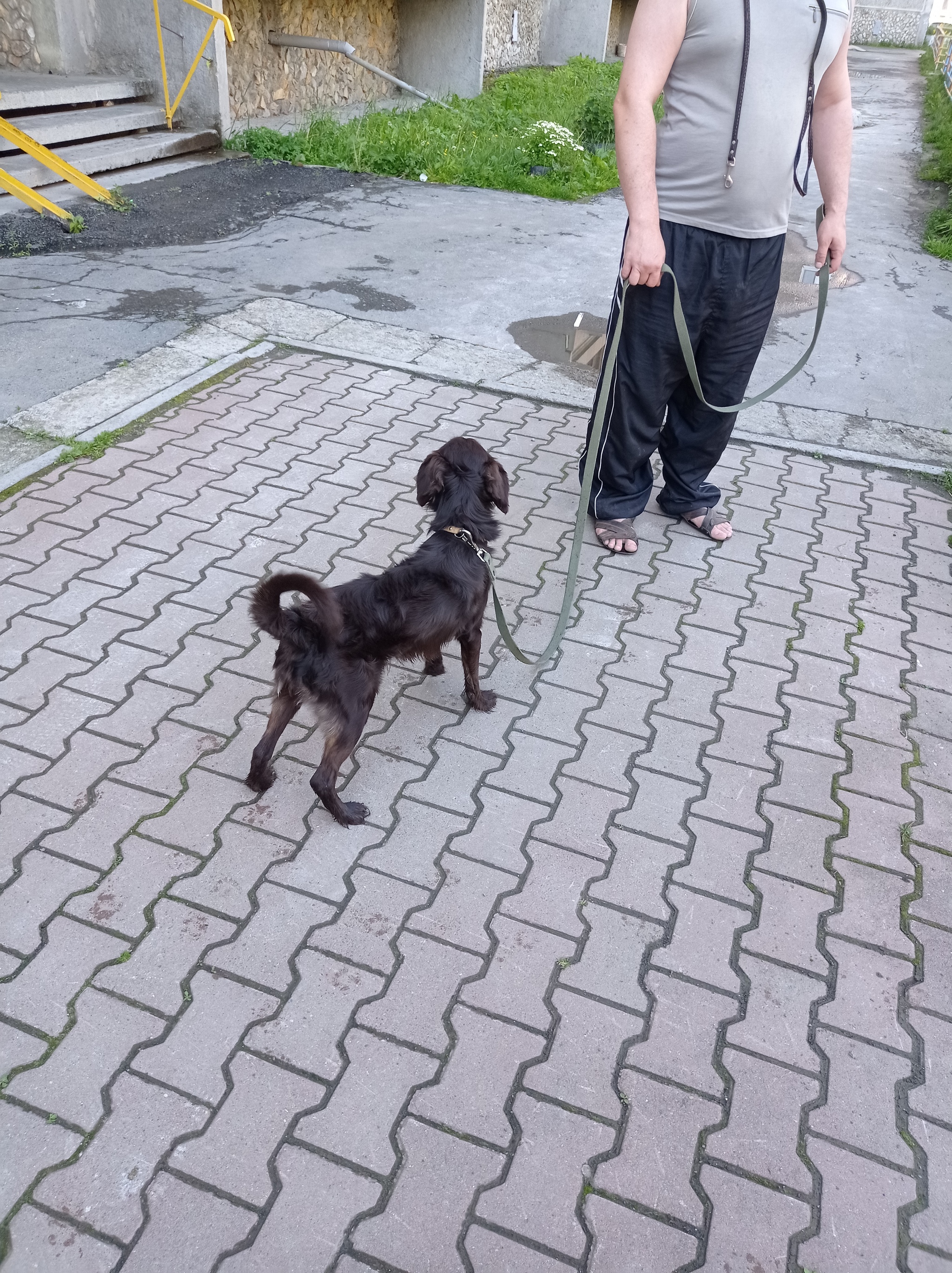 Spaniel Ekaterinburg found [hosts found] - My, Lost, Animals, Helping animals, Animal Rescue, Homeless animals, Longpost