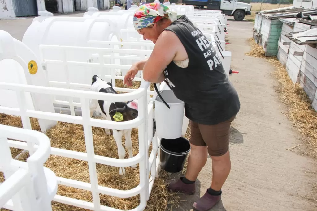 Negligent bacteria. Who is really to blame for Belsluchi's troubles? - Republic of Belarus, Сельское хозяйство, Farm, Animals, Soligorsk, Minska Pravda Mlyn by, Infection, Cow, Vet, Longpost