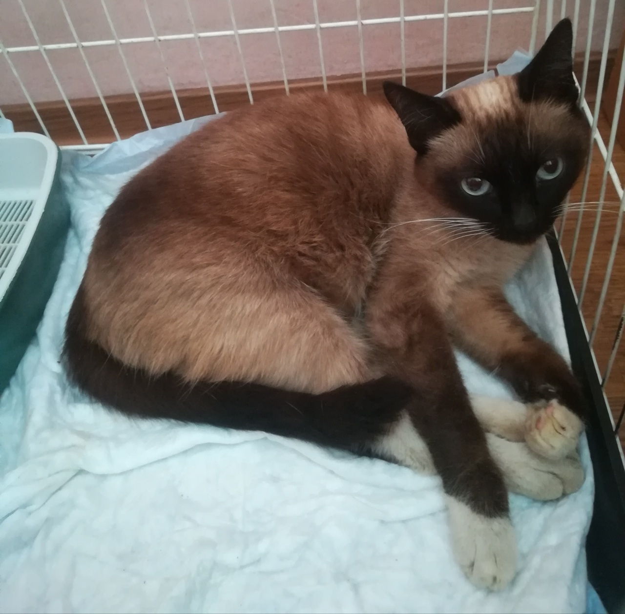 Found Siamese cat on the 52nd quarter of Obninsk - Lost, Homeless animals, cat, Obninsk, The strength of the Peekaboo, No rating, Found a cat