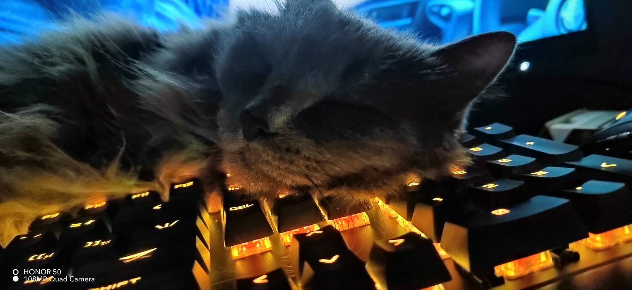 Cat and keyboard - My, Mobile photography, cat, Gaming Keyboard