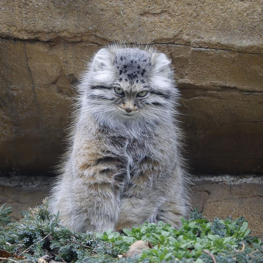 Electrified Magul - Pallas' cat, Pet the cat, Cat family, Small cats, Wild animals