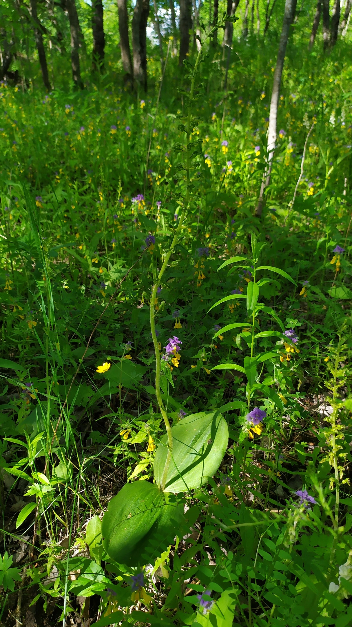 Orchids of the Leningrad region - Orchids, Leningrad region, Longpost