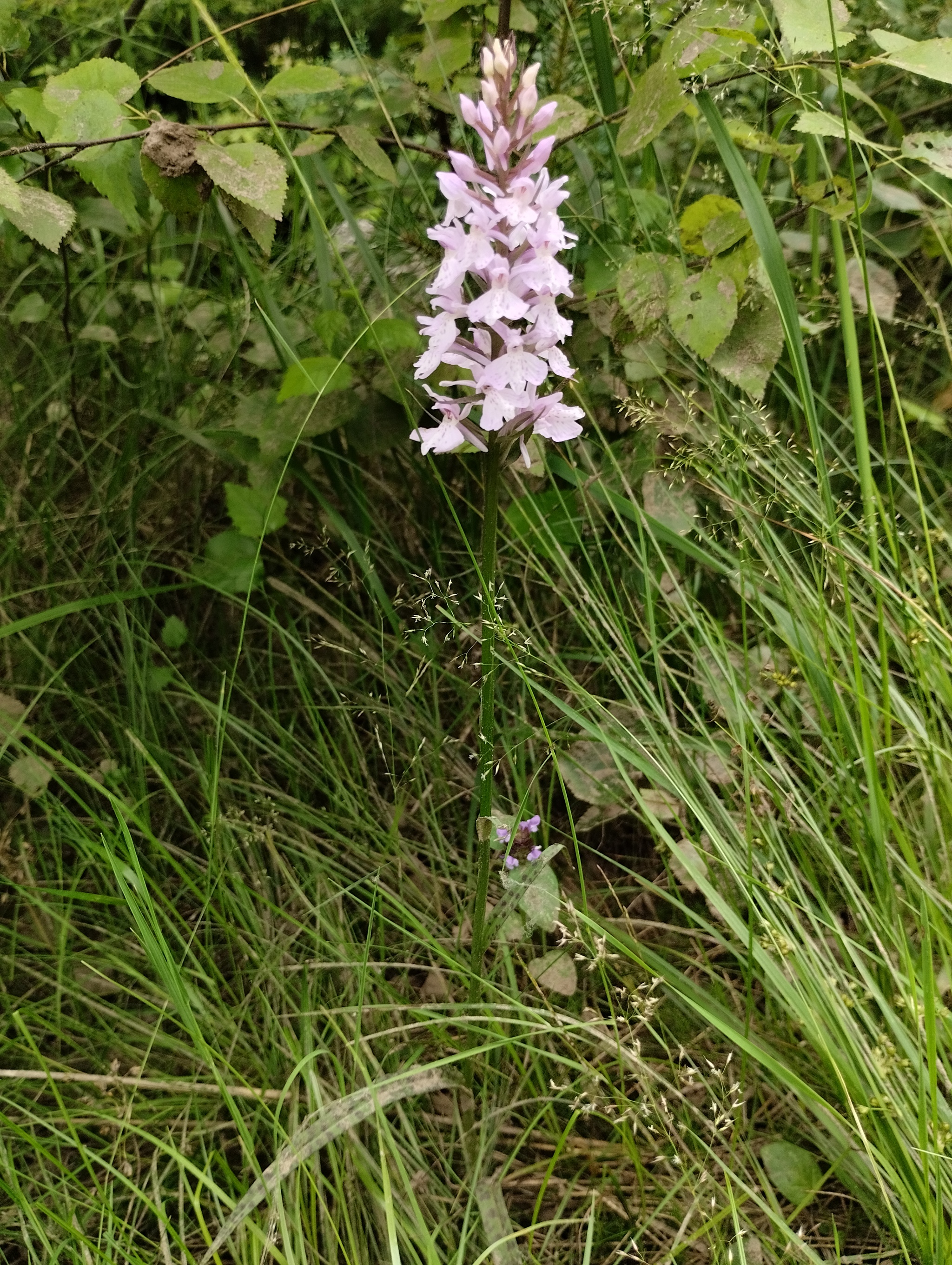 Orchids of the Leningrad region - Orchids, Leningrad region, Longpost