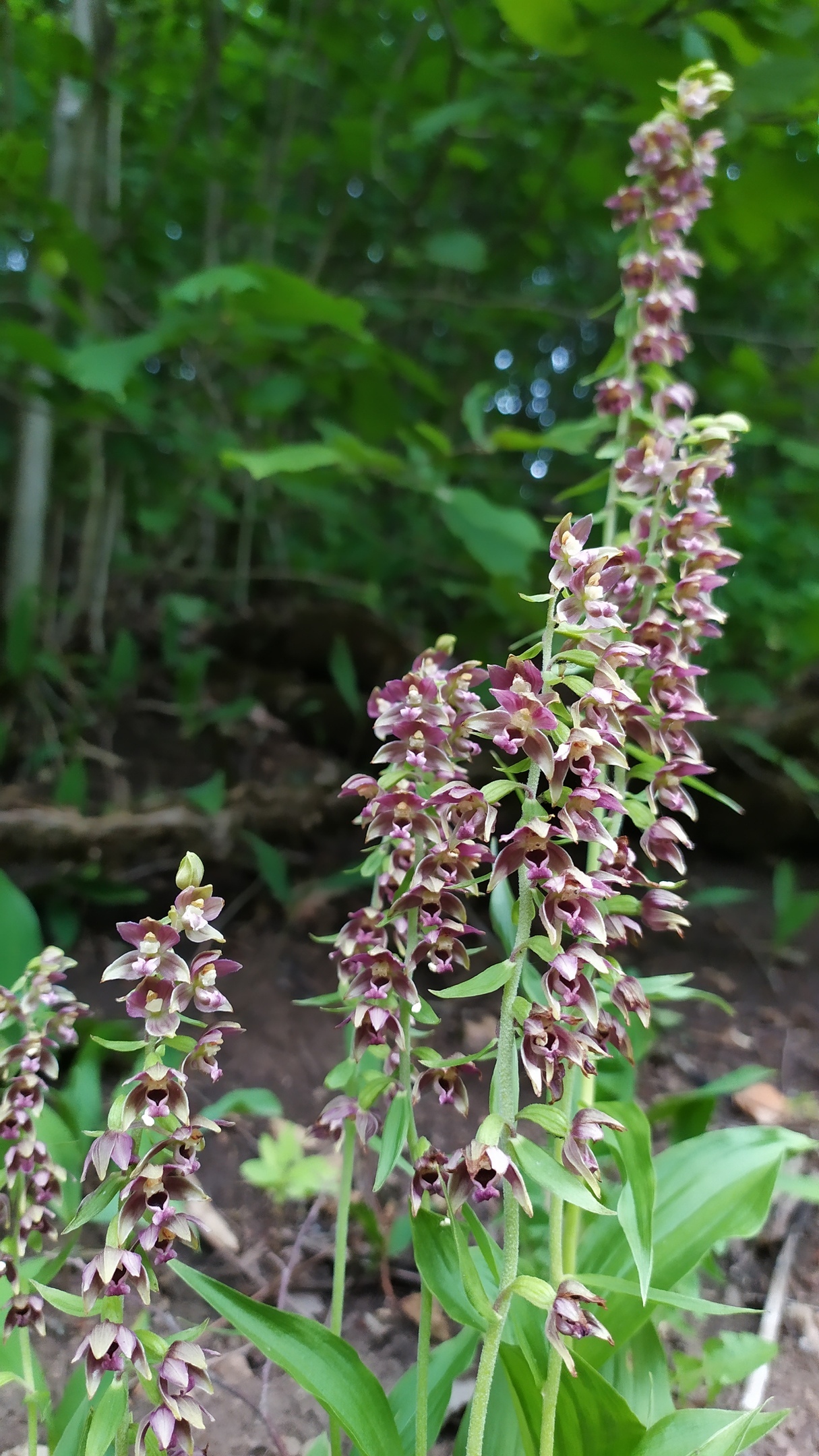 Orchids of the Leningrad region - Orchids, Leningrad region, Longpost