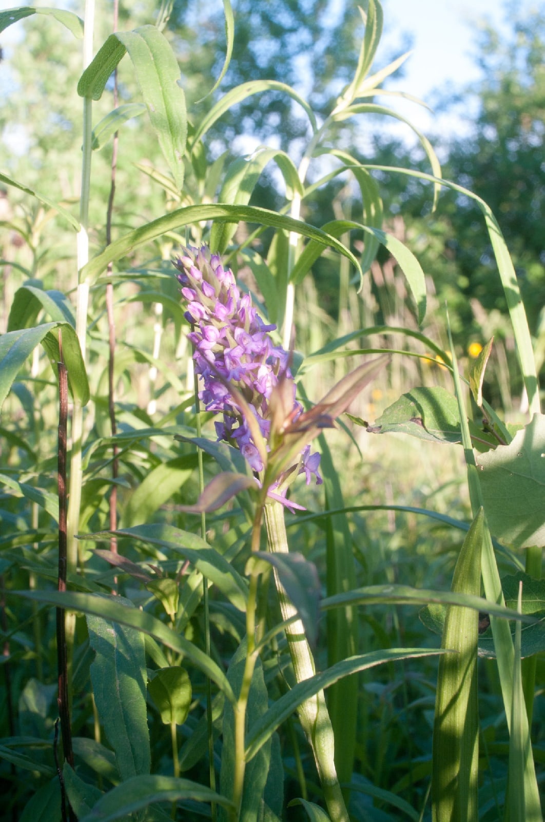 Orchids of the Leningrad region - Orchids, Leningrad region, Longpost