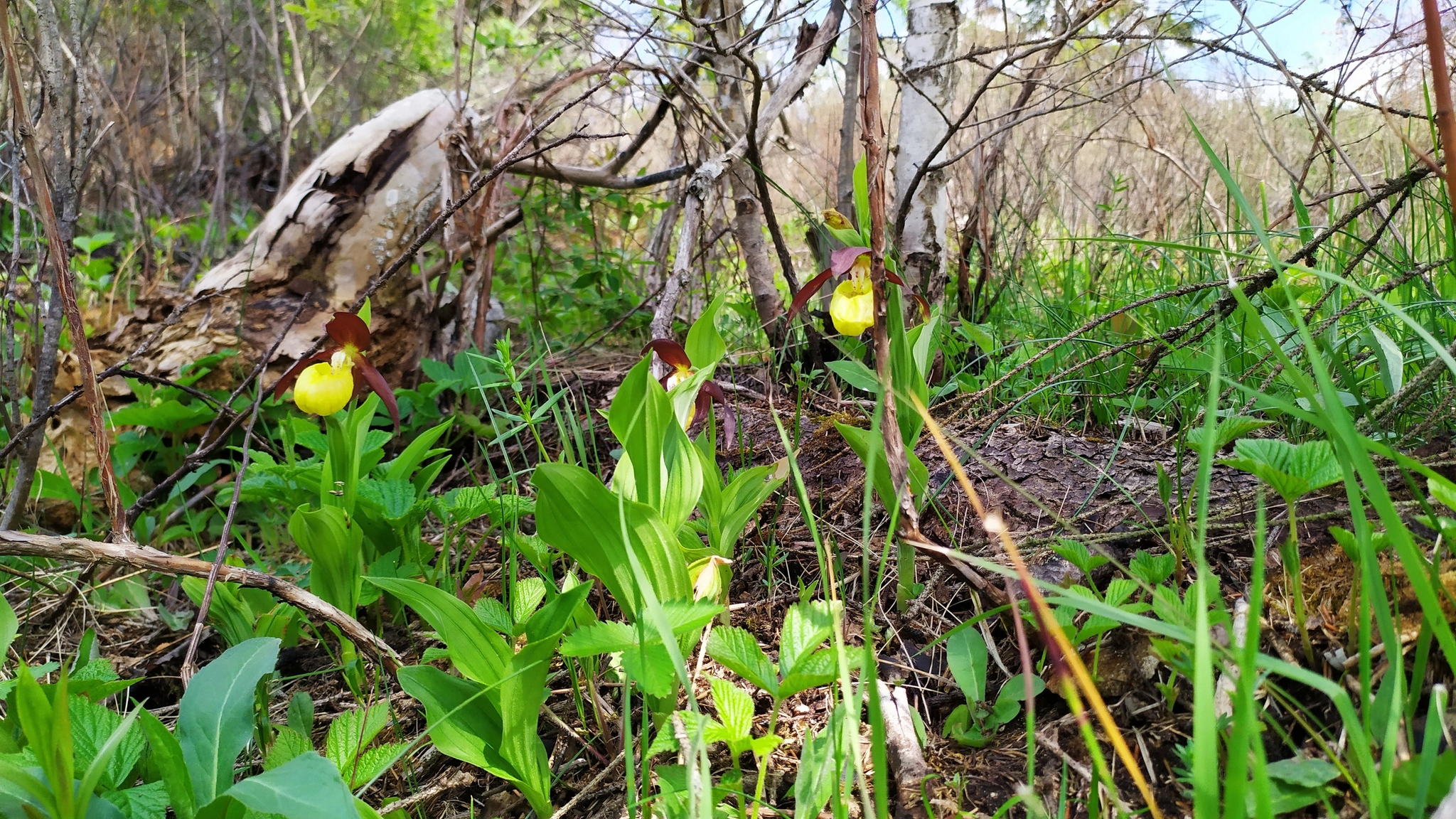 Orchids of the Leningrad region - Orchids, Leningrad region, Longpost