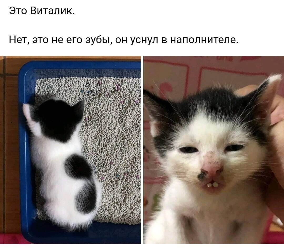 Vitalik - cat, Milota, Dream, Picture with text, Kittens