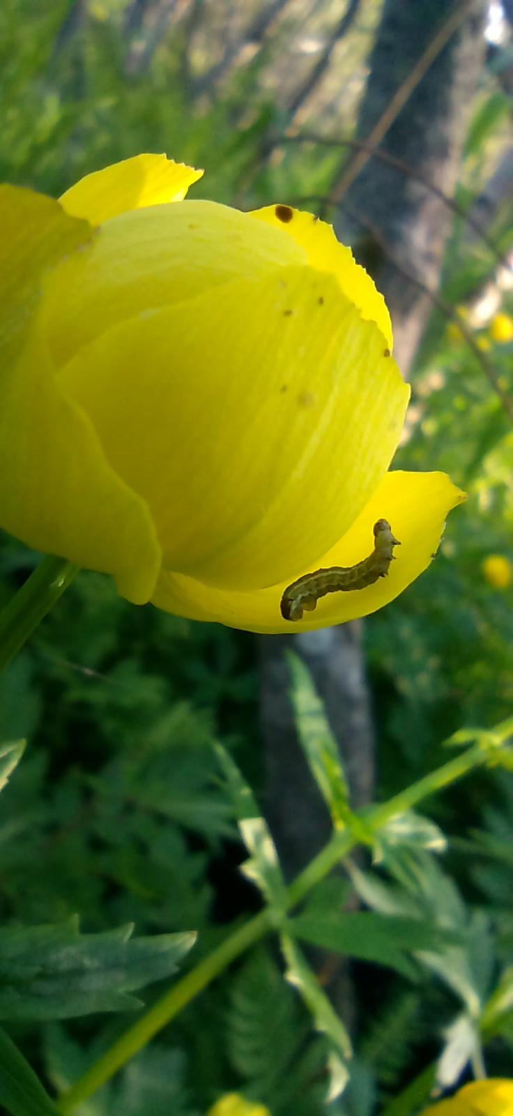 Caterpillars devour trees - My, Caterpillar, Insects, Ornithology, Ecological catastrophy, Longpost