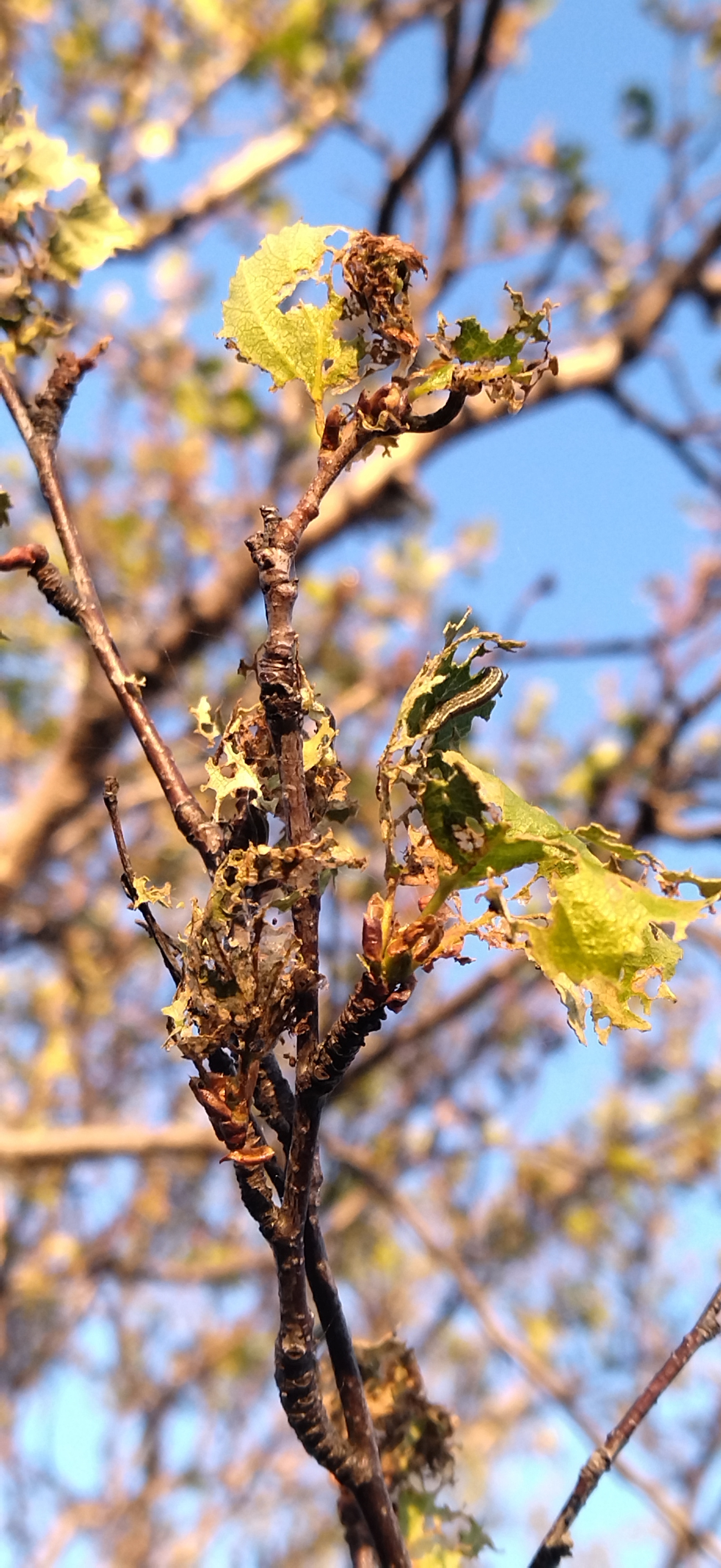 Caterpillars devour trees - My, Caterpillar, Insects, Ornithology, Ecological catastrophy, Longpost