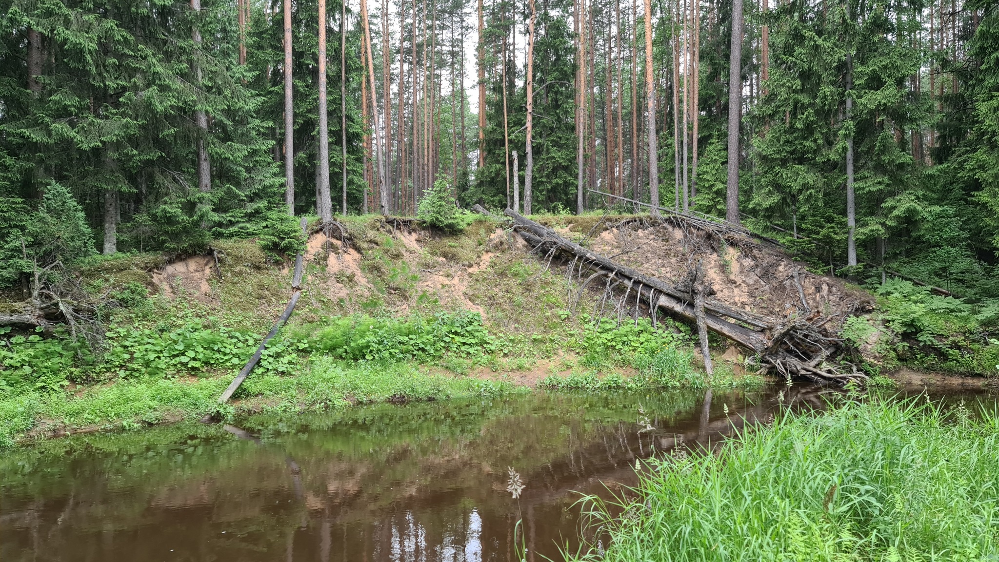 Усть-Луга - Моё, Усть-Луга, Лето, Лес, Мобильная фотография, Насекомые, Земляника, Длиннопост