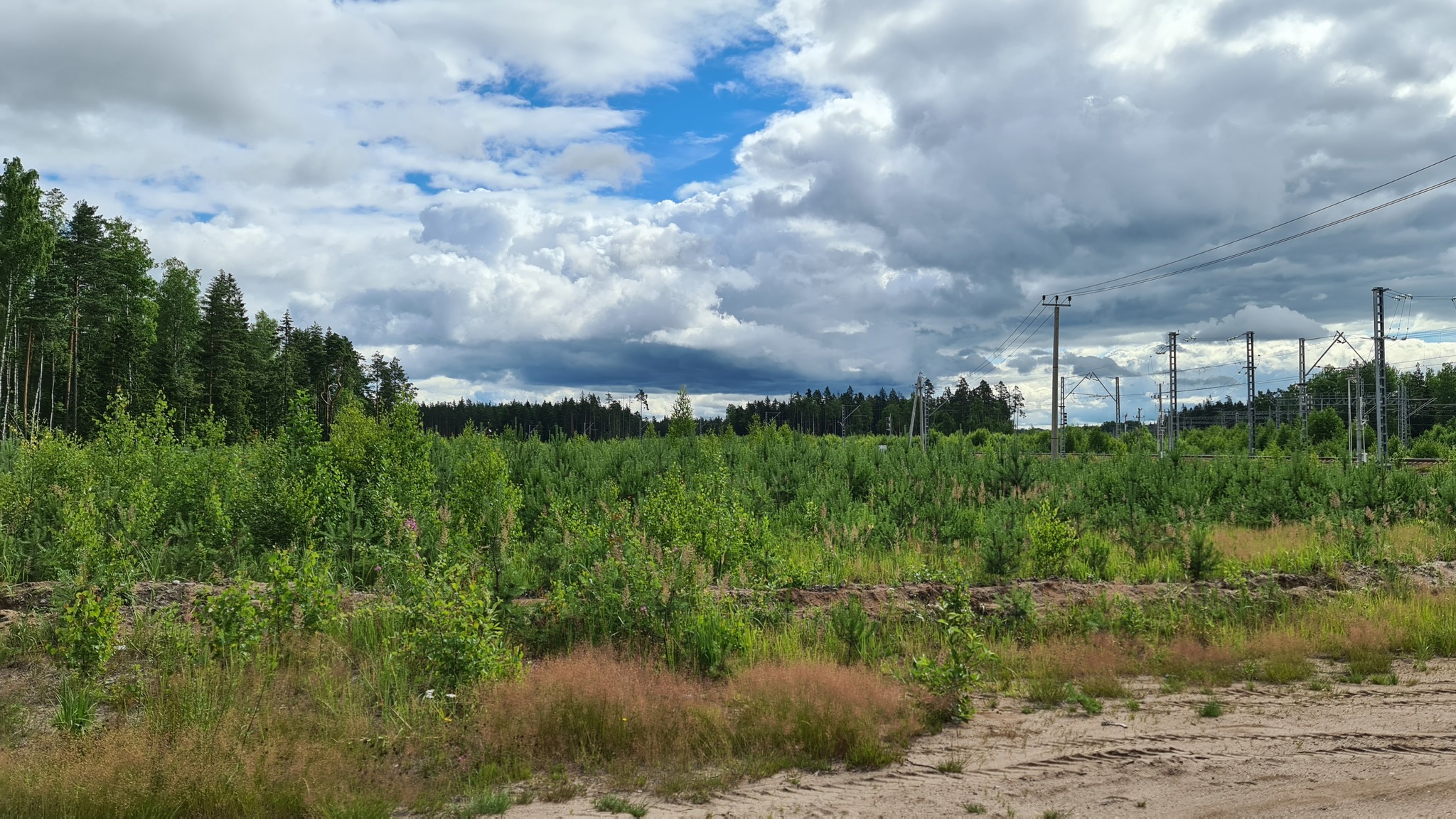 Ust-Luga - My, Ust-Luga, Summer, Forest, Mobile photography, Insects, Strawberry, Longpost