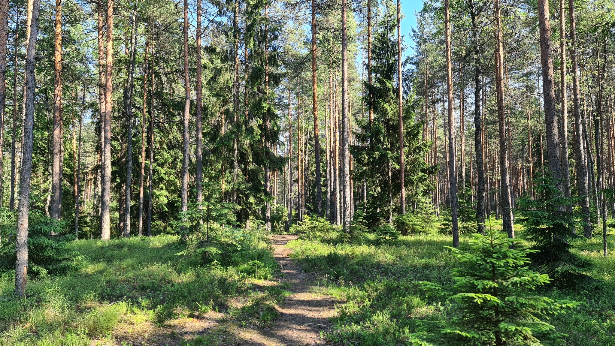 Ust-Luga - My, Ust-Luga, Summer, Forest, Mobile photography, Insects, Strawberry, Longpost