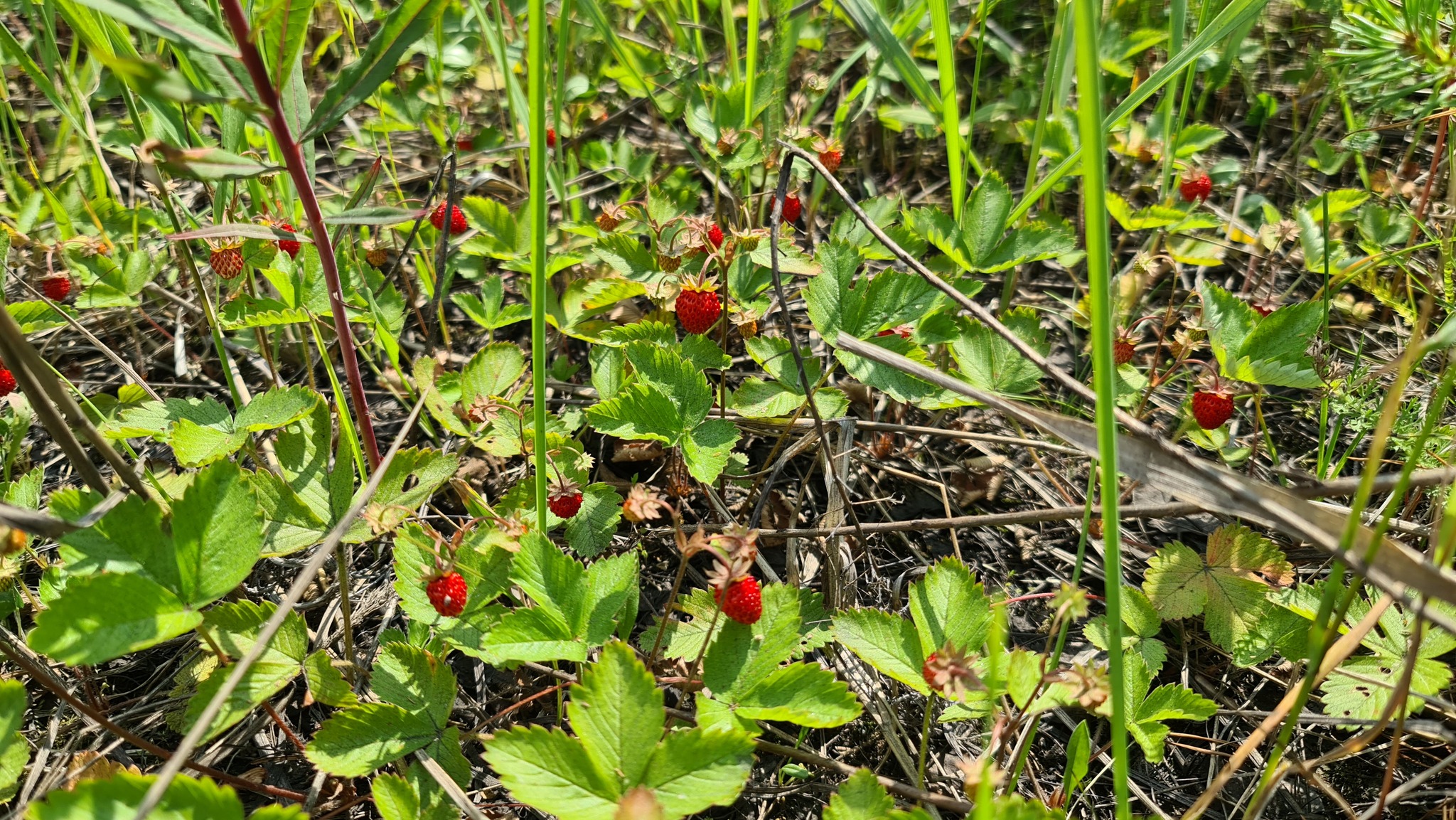 Ust-Luga - My, Ust-Luga, Summer, Forest, Mobile photography, Insects, Strawberry, Longpost