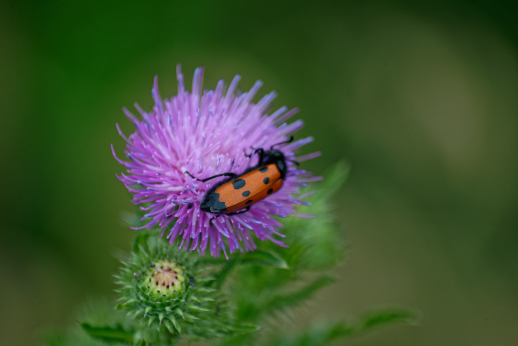 Trying in a new lens 01.07.2022 - My, Nikon, Nikon d600, Tamron, Macro photography, Insects, Bloom, Longpost