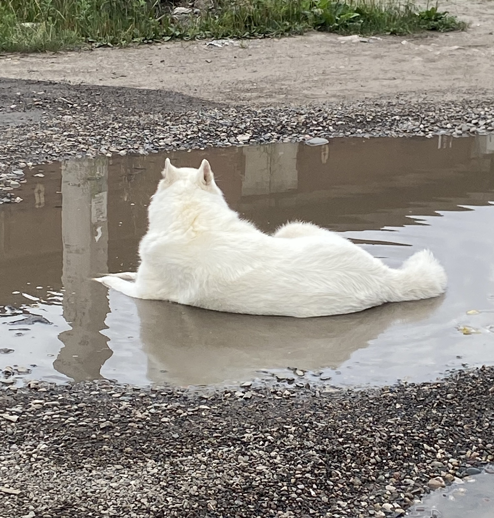 Good boy - My, Dog, Puddle, Funny, Animals, Krasnoyarsk, Longpost