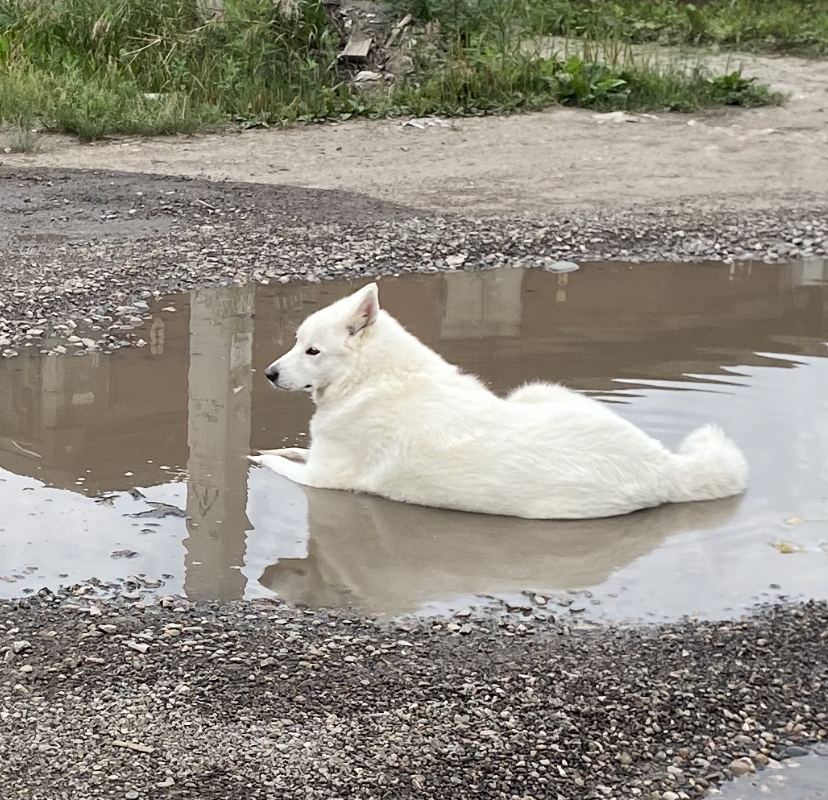 Good boy - My, Dog, Puddle, Funny, Animals, Krasnoyarsk, Longpost