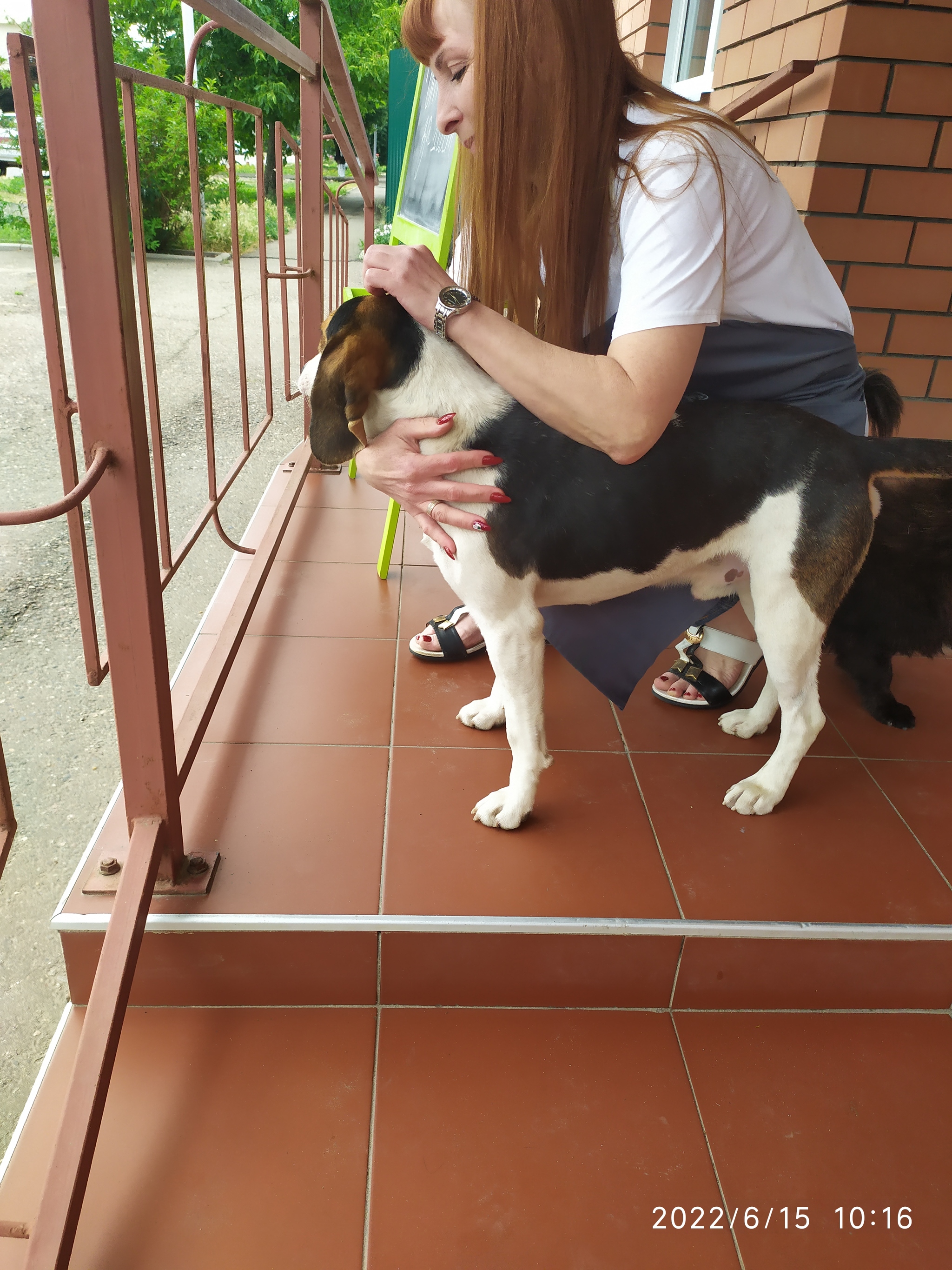 Male Estonian Hound Looking for a Home - My, Homeless animals, Animal shelter, In good hands, Lost, Helping animals, Longpost, Dog, Krasnodar, Краснодарский Край, No rating