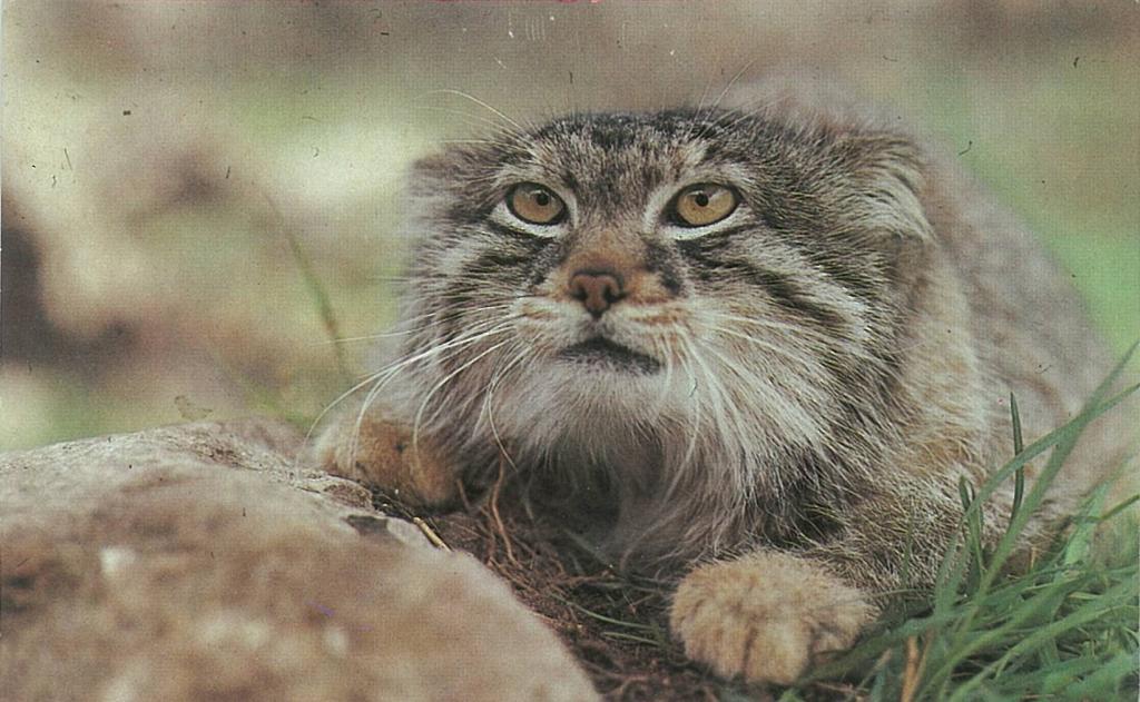 *Looks matte* - Pallas' cat, Pet the cat, The photo, Cat family, Wild animals, Predatory animals, Small cats, Looks, Mat