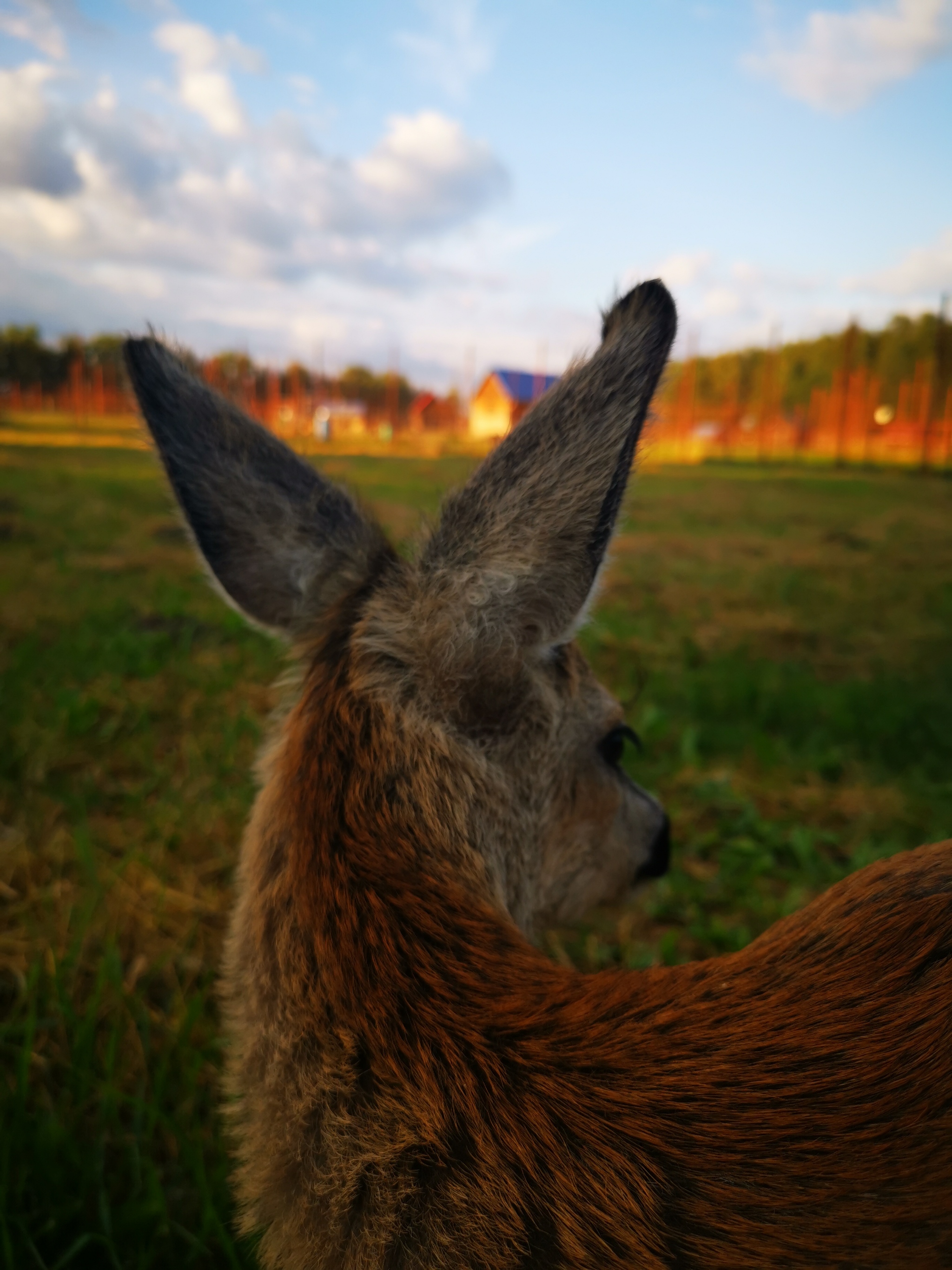 Long ears in tall grass - My, Love, friendship, Roe, Young, Milota, Happiness, Friend, Friends, Joy, Picture with text, Mood