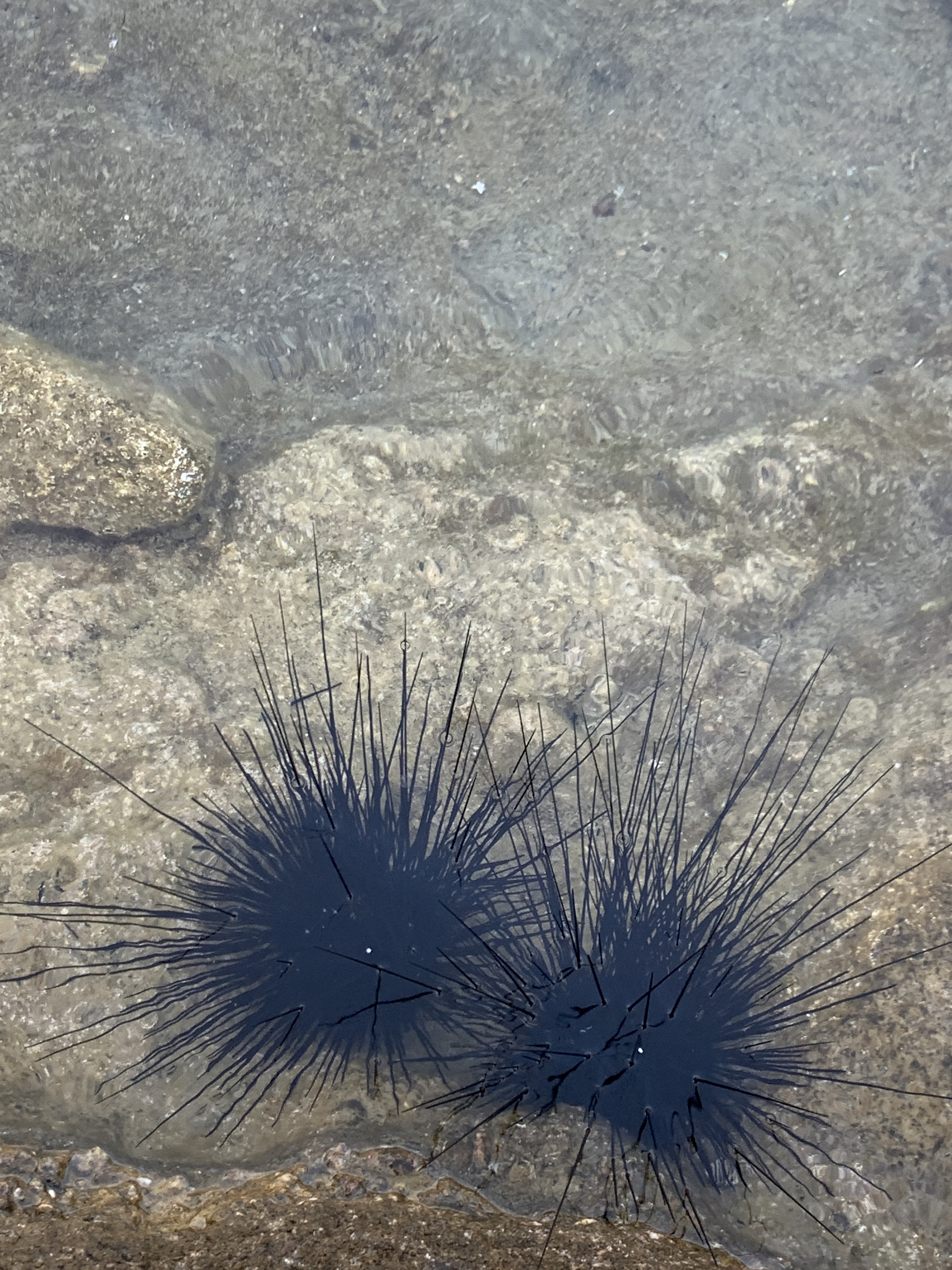 For those who will be at sea and want to try sea urchins - My, Hedgehog, Turkey, Gazipasa, No rating, Longpost