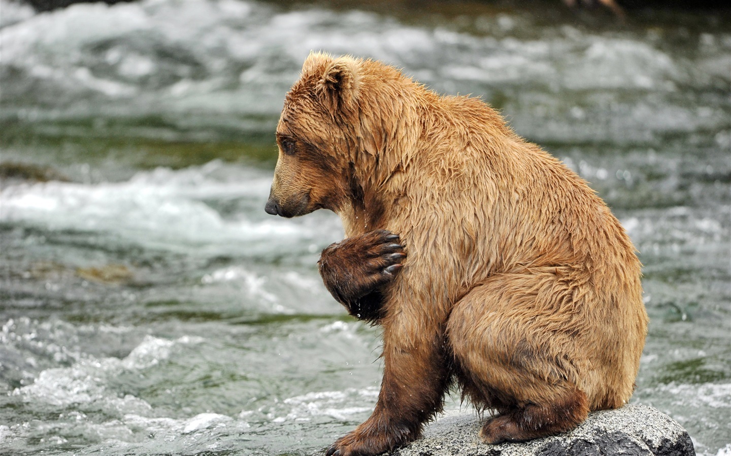 May I not eat you! Honest Bear - I Won't - The photo, Wild animals, Animals, The Bears, Brown bears