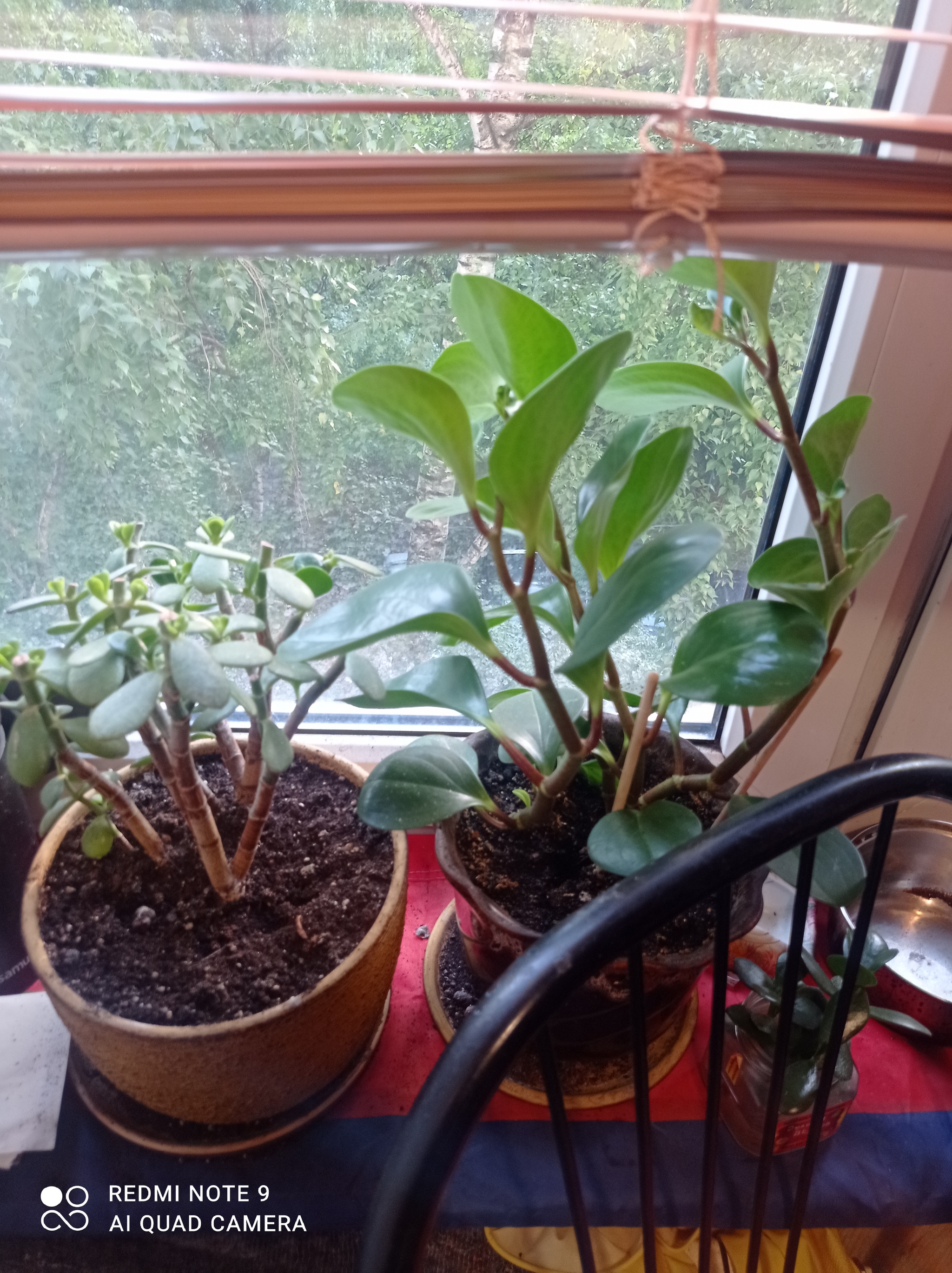 My little garden on the windowsill. Fat woman and something else) if you tell me what kind of 2 plant I will be grateful - My, Plants, Moscow, House