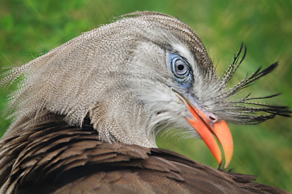 RAPTORS OF SOUTH AMERICA - My, Paleontology, Dinosaurs, Raptor, Biology, Informative, Interesting, Scientists, Around the world, The national geographic, Birds, The science, Reptiles, Sciencepro, Jurassic Park, Animals, Wild animals, Velociraptor, Predatory animals, The Legend of the Dinosaur, A life, Longpost