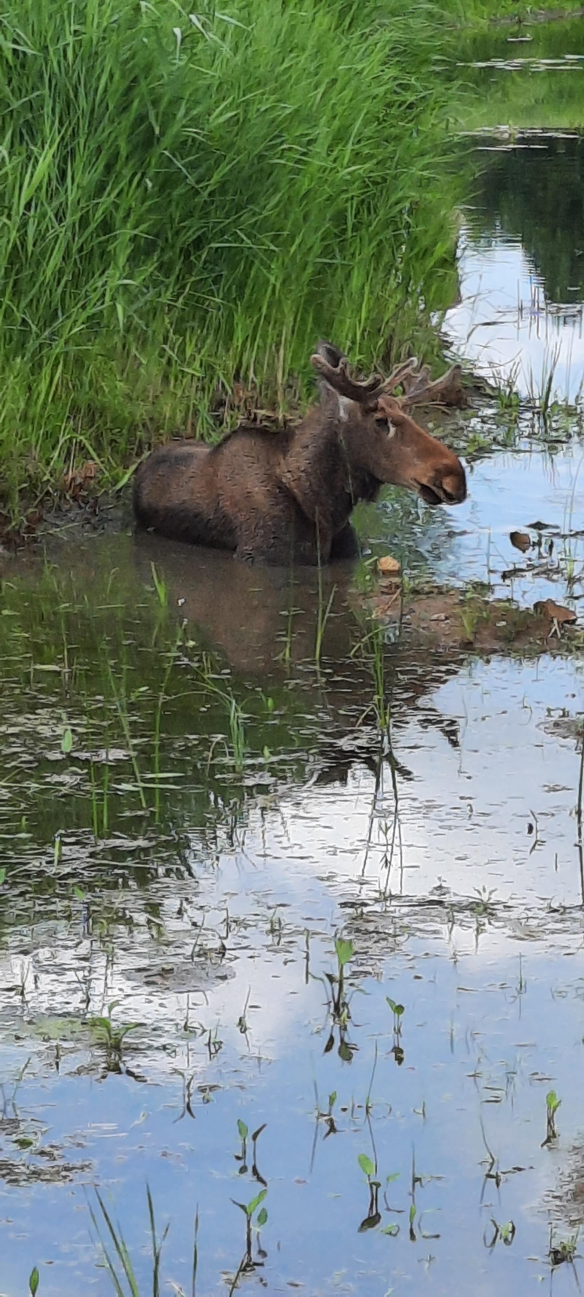 About moose - My, Elk, Animal Rescue, Kashin, Video, Vertical video, Mat, Longpost