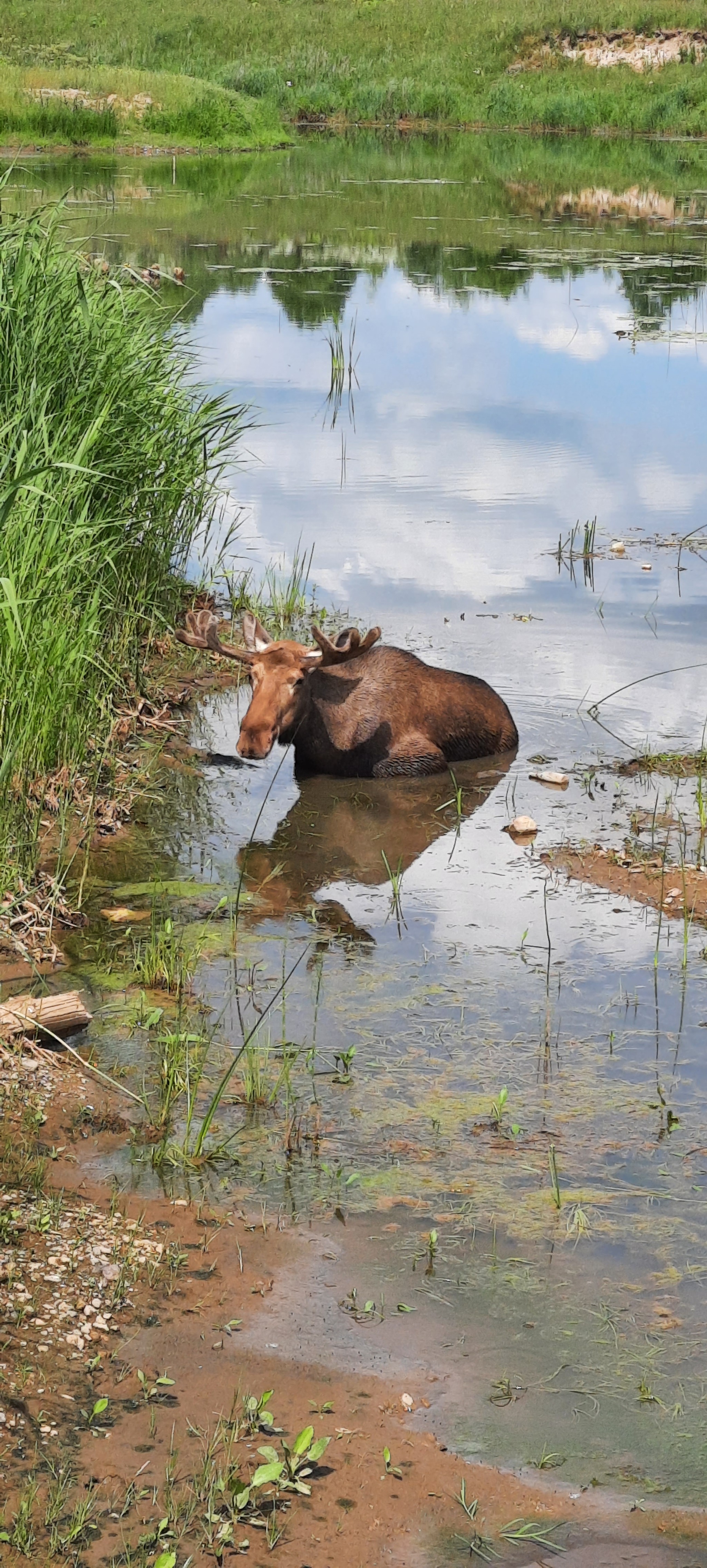 About moose - My, Elk, Animal Rescue, Kashin, Video, Vertical video, Mat, Longpost